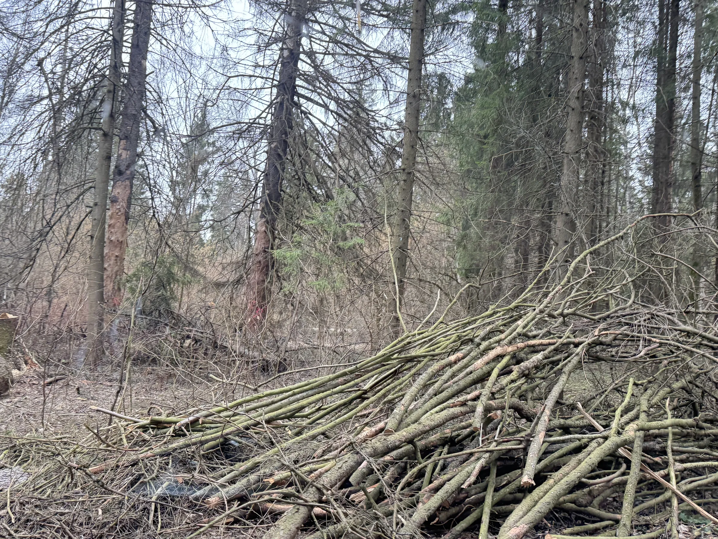 Лесной парк с озером, фото 11