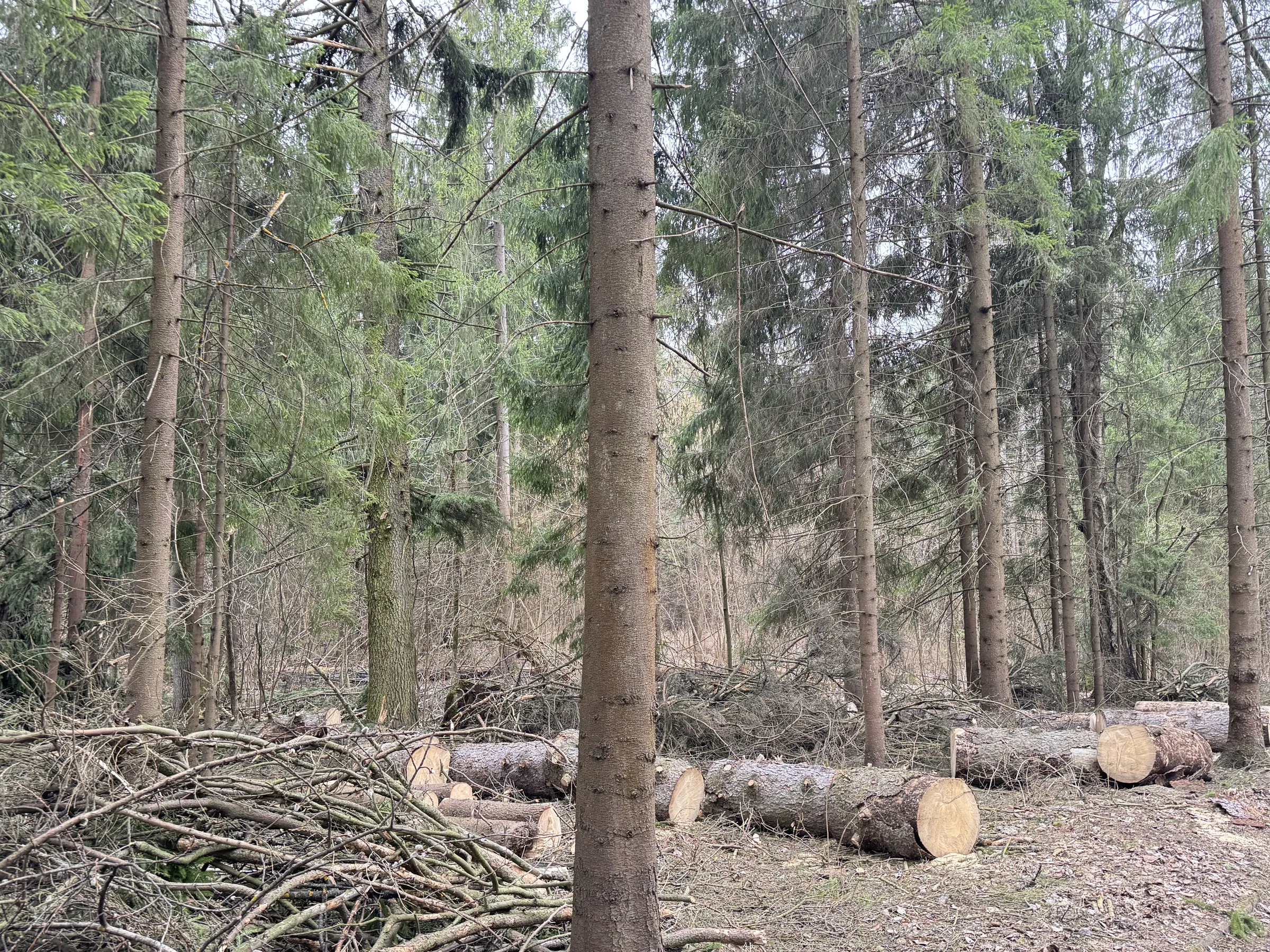 Лесной парк с озером, фото 10