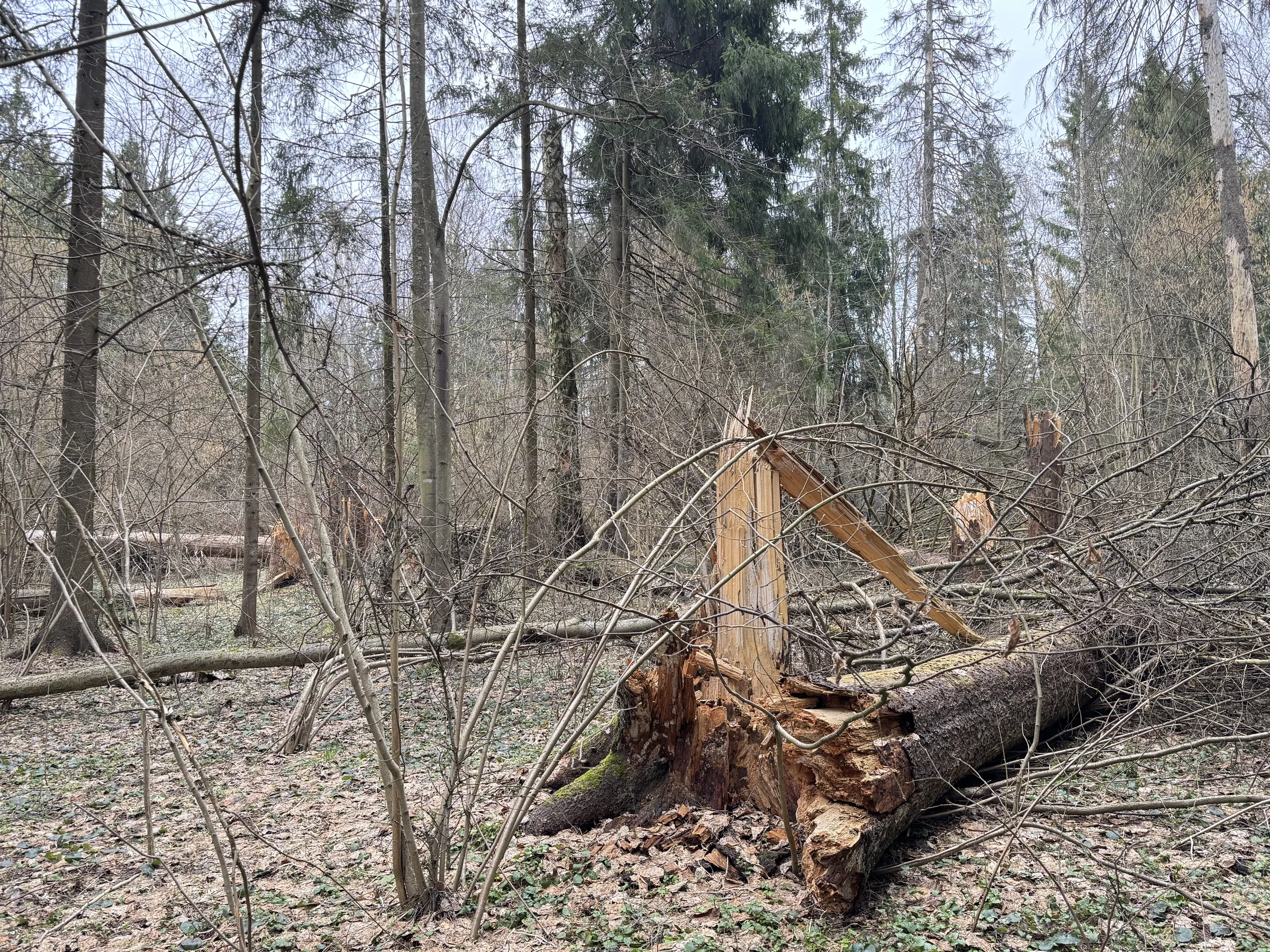 Лесной парк с озером, фото 18