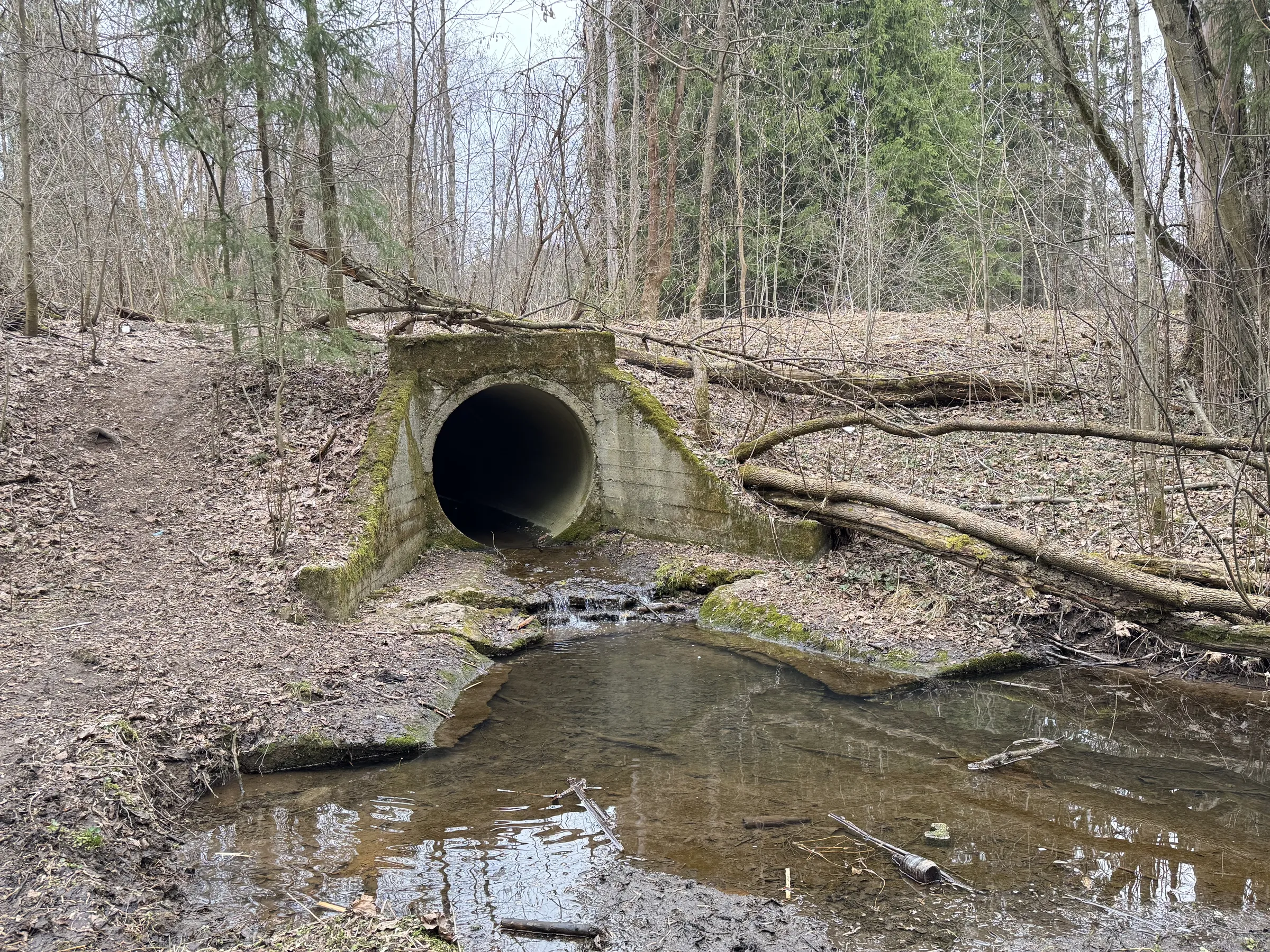 Лесной парк с озером, фото 5