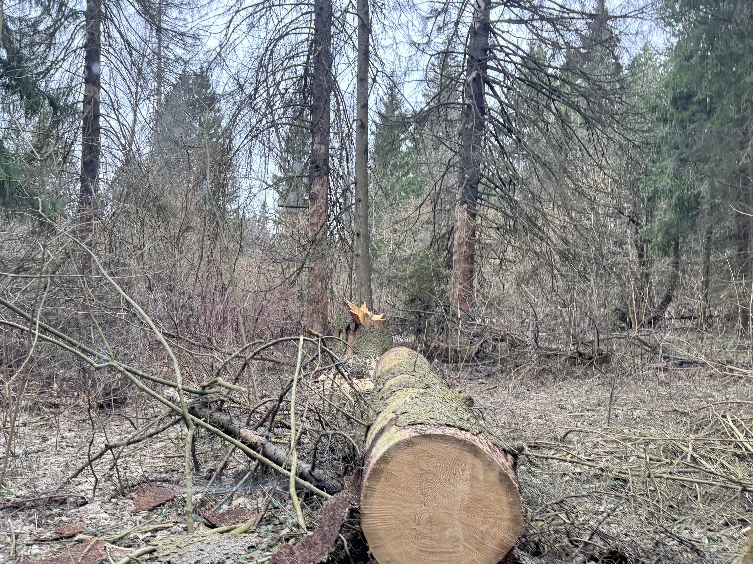 Лесной парк с озером, фото 12