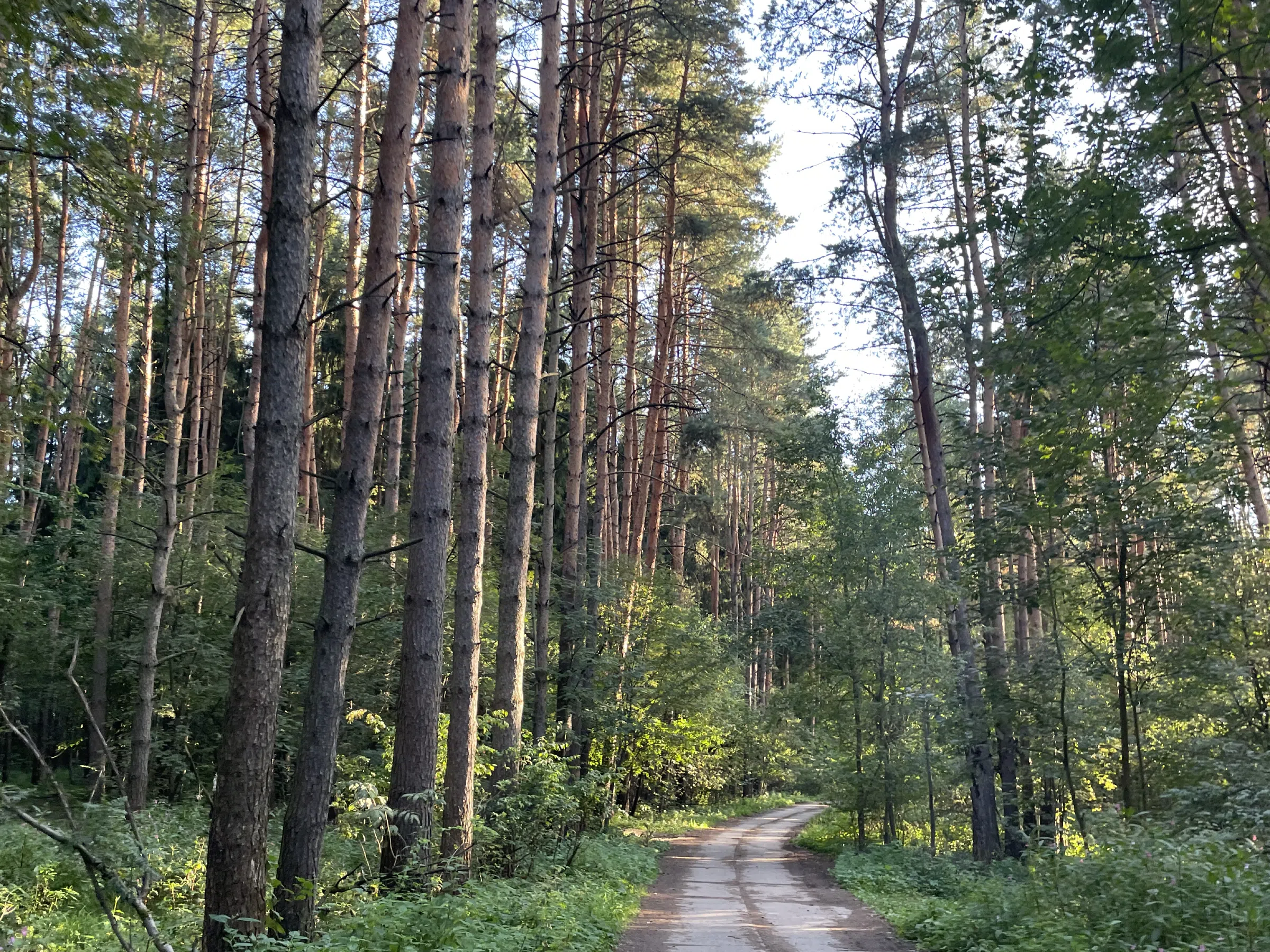 Лес с просекой и бревнами, фото 4