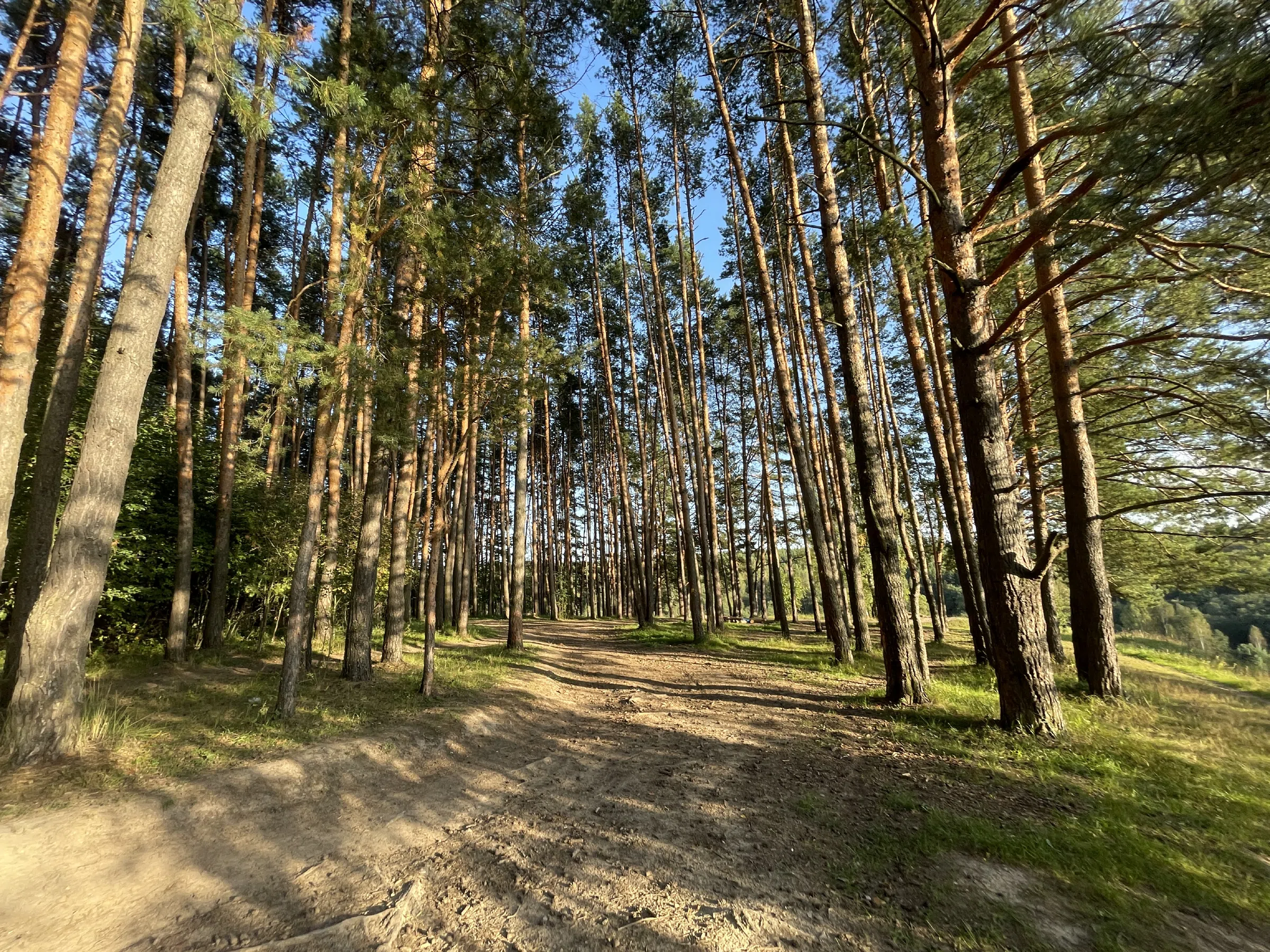 Лес с просекой и бревнами, фото 12