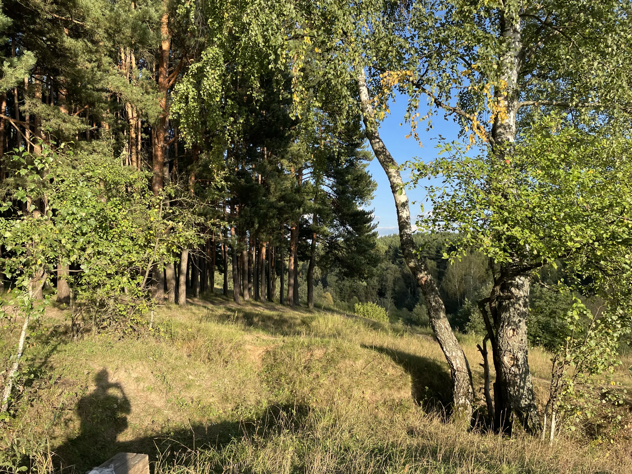 Лес с просекой и бревнами, фото 19