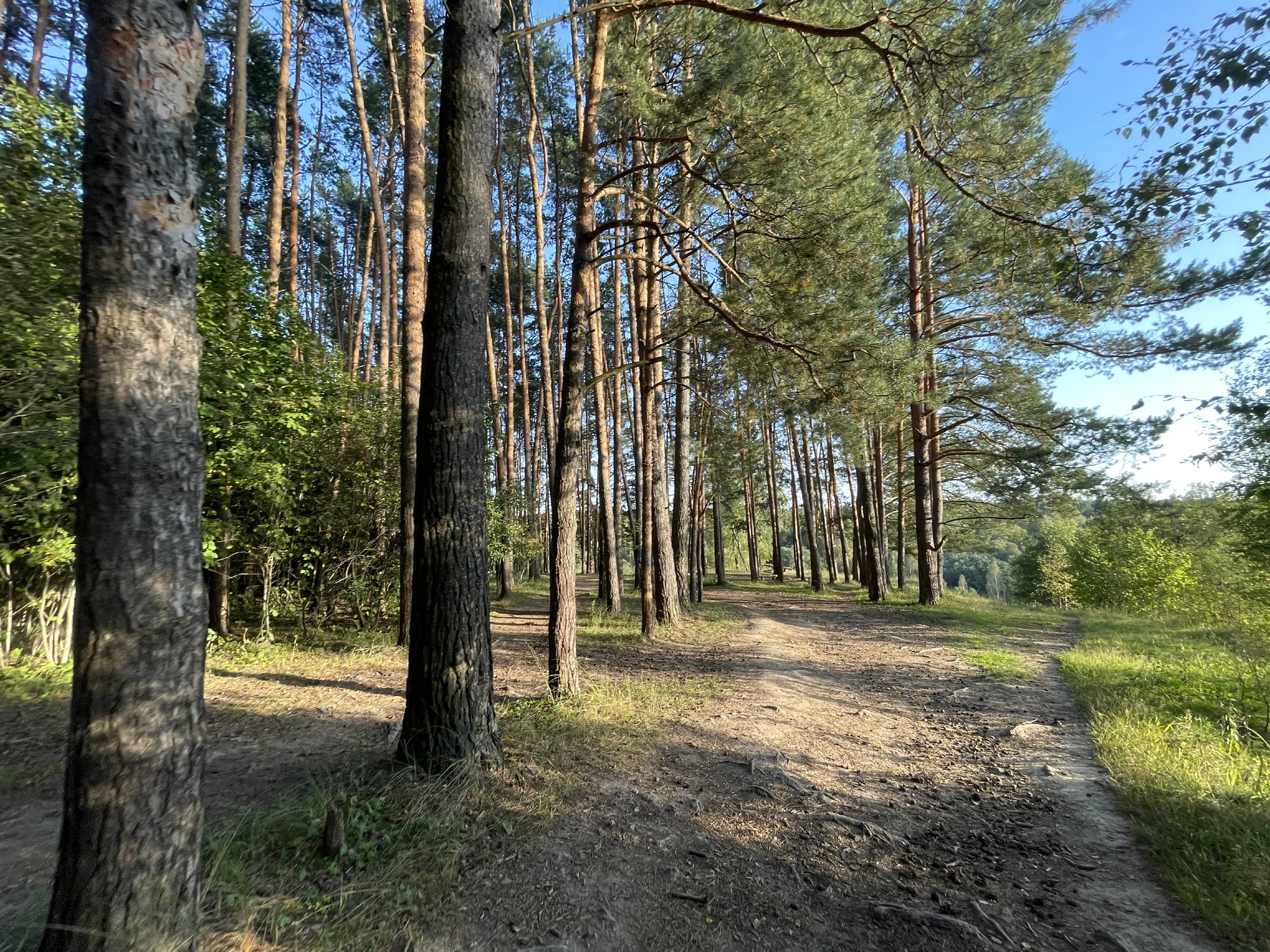 Лес с просекой и бревнами, фото 11