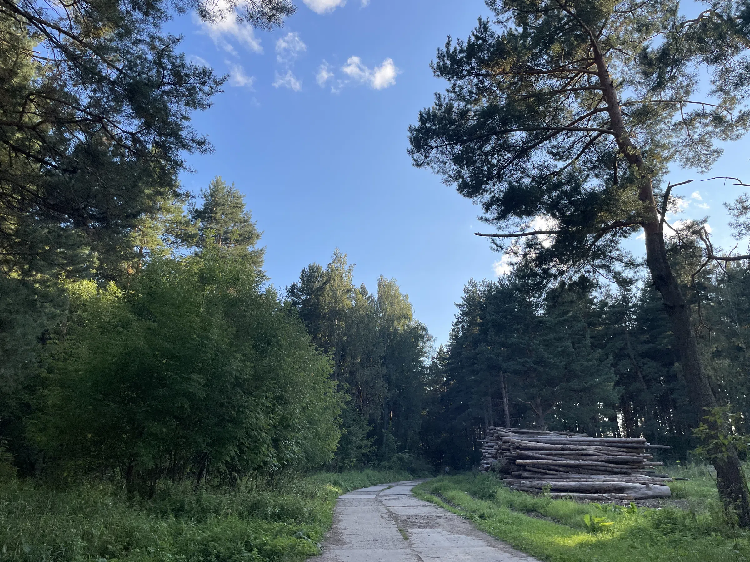 Лес с просекой и бревнами, фото 1