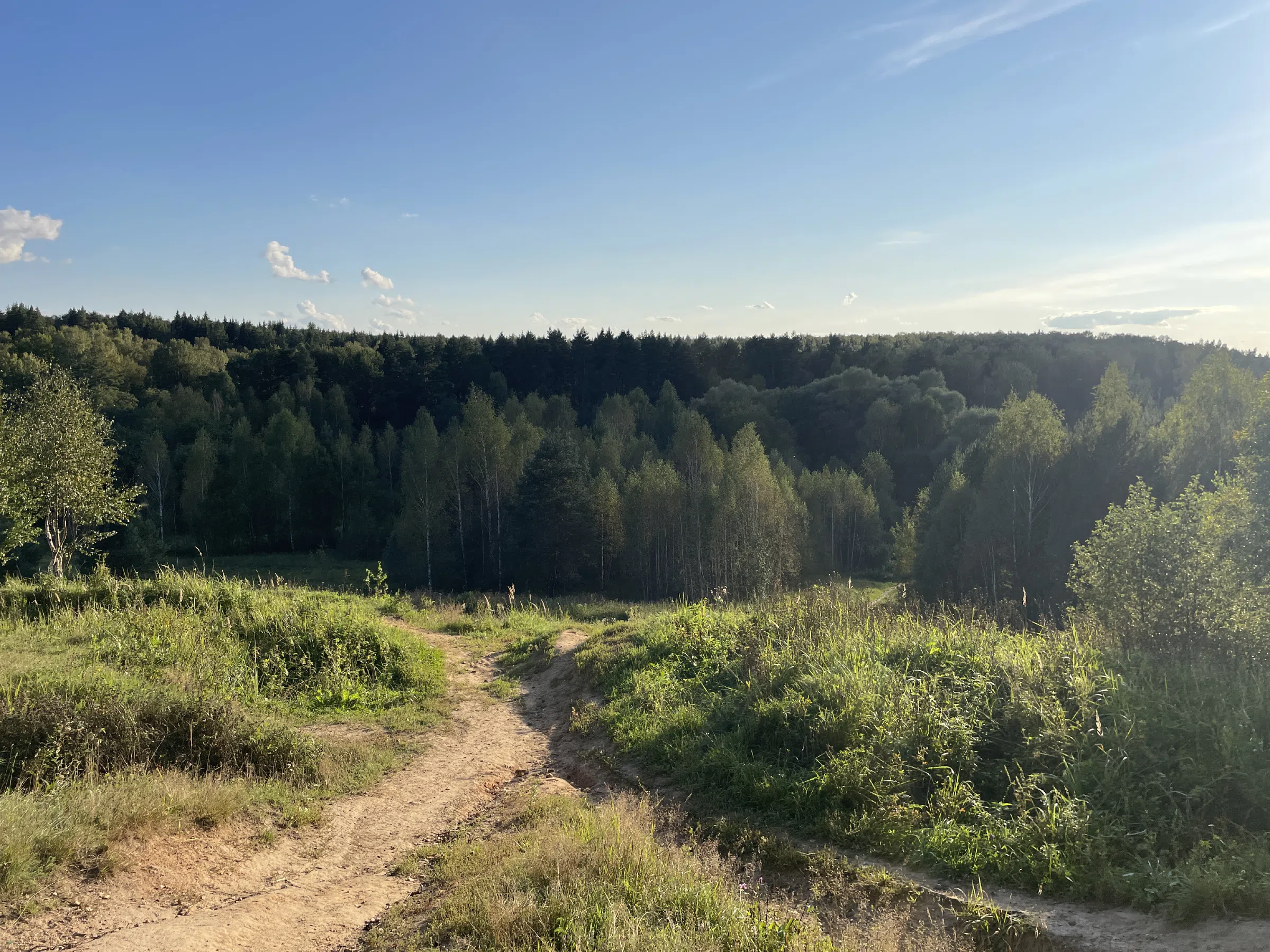 Лес с просекой и бревнами, фото 17