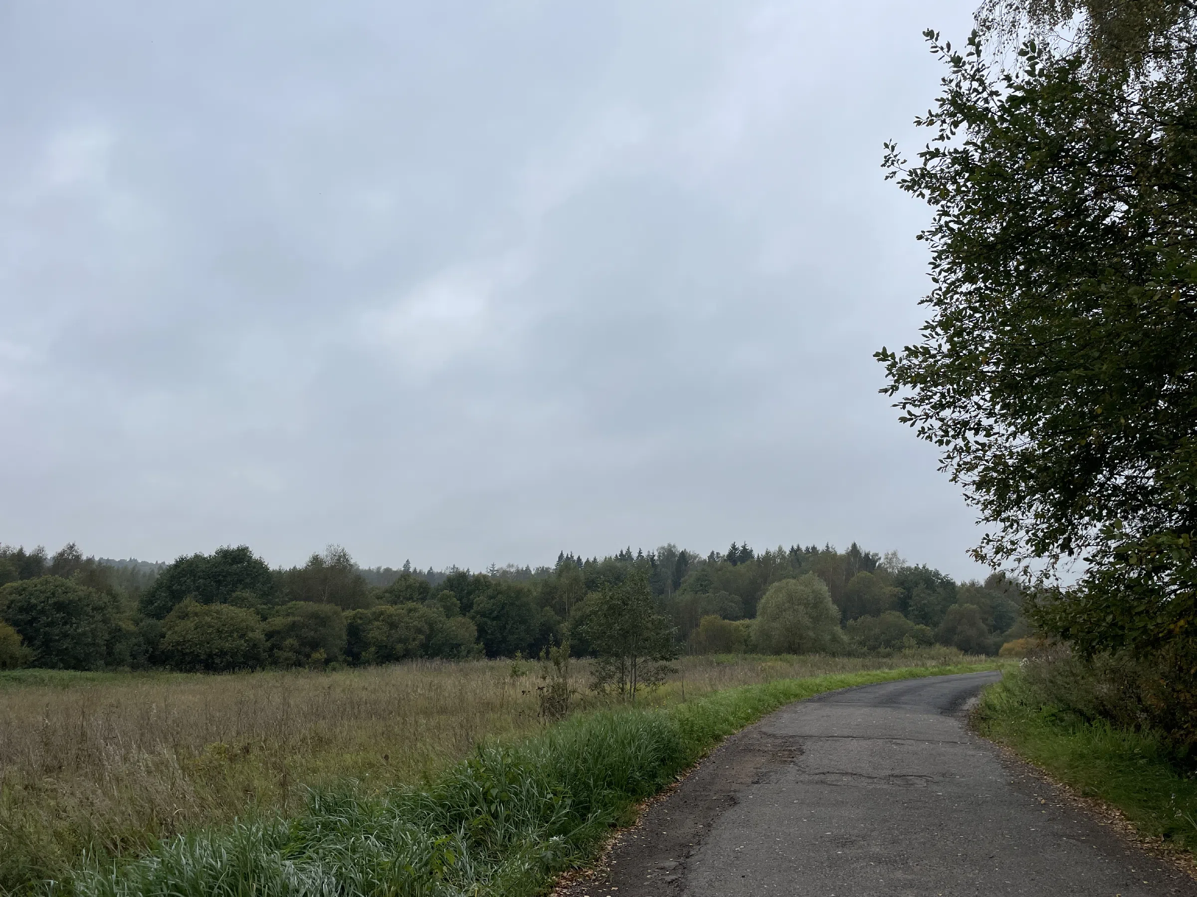 Поляна у дороги, фото 6