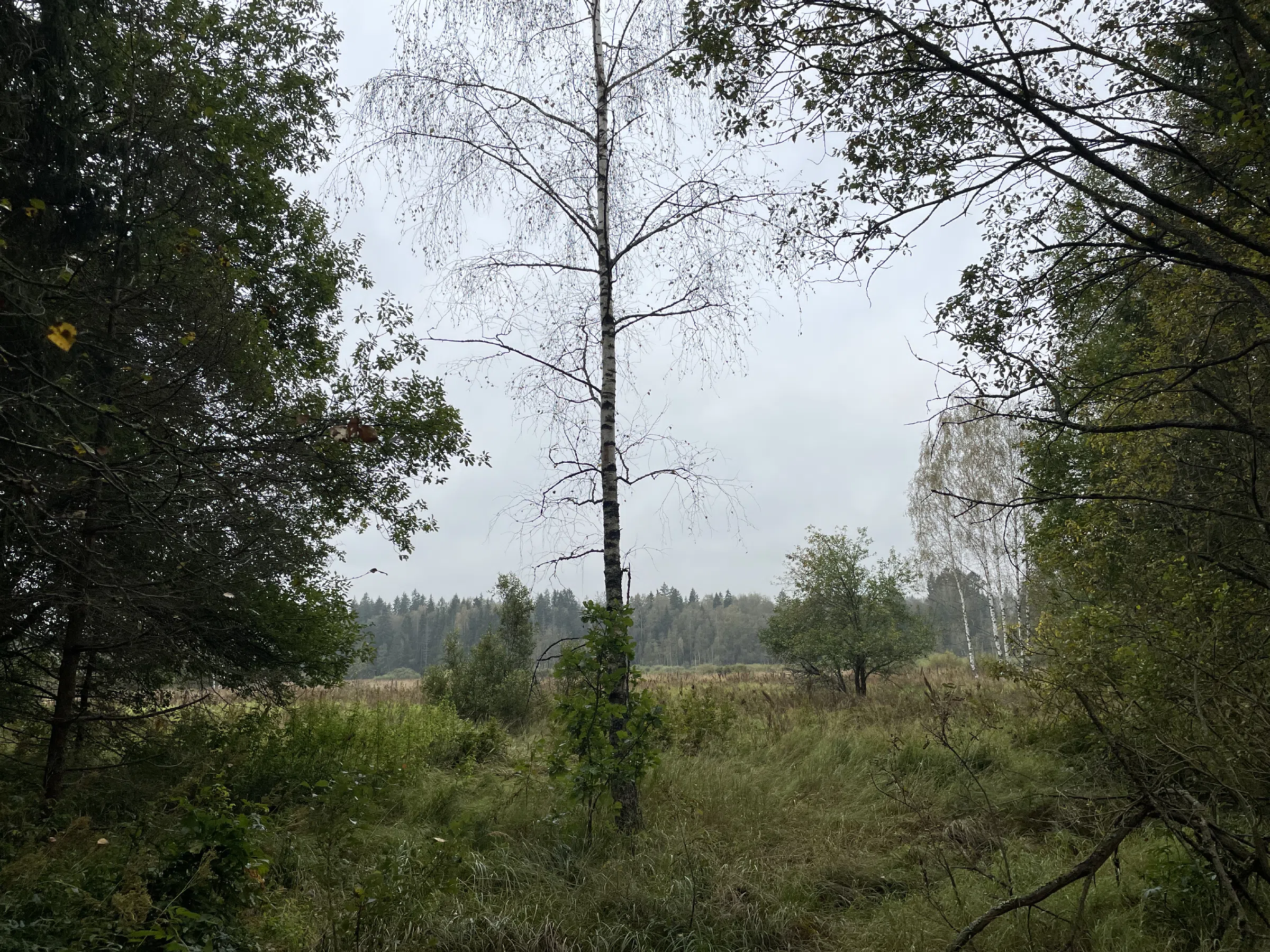 Хвойный лес с делянкой, фото 22
