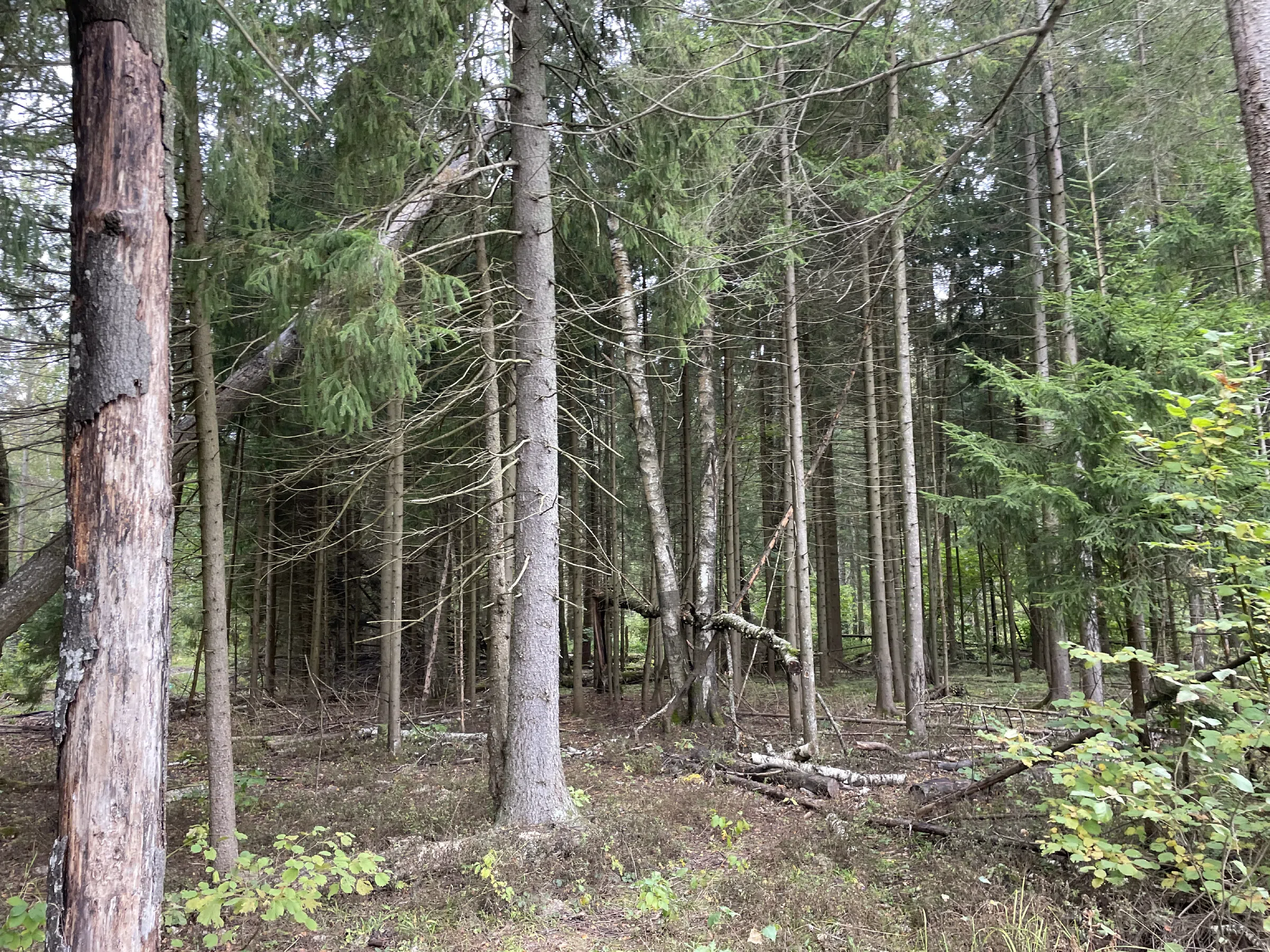 Хвойный лес с делянкой, фото 17
