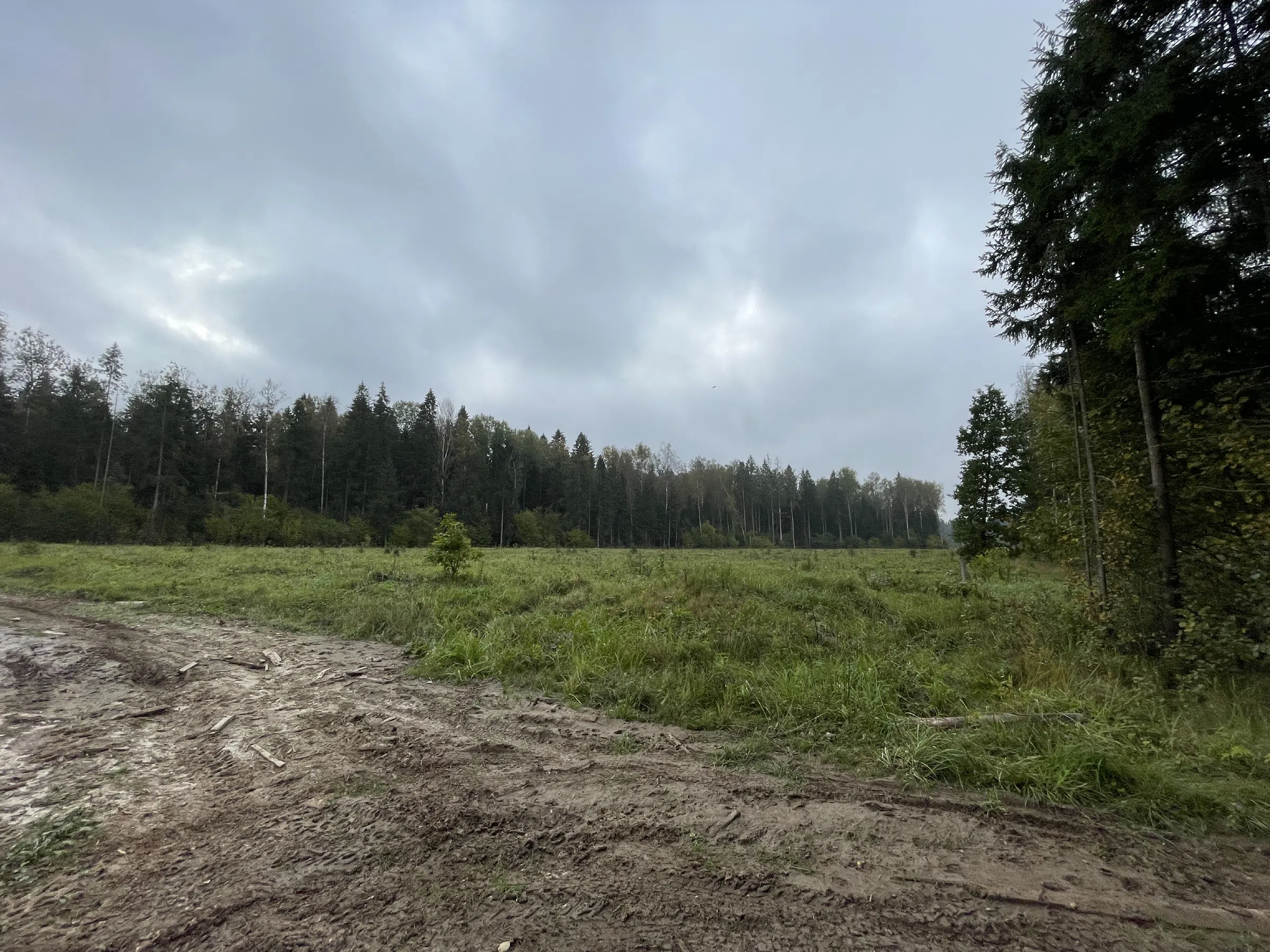 Хвойный лес с делянкой, фото 15