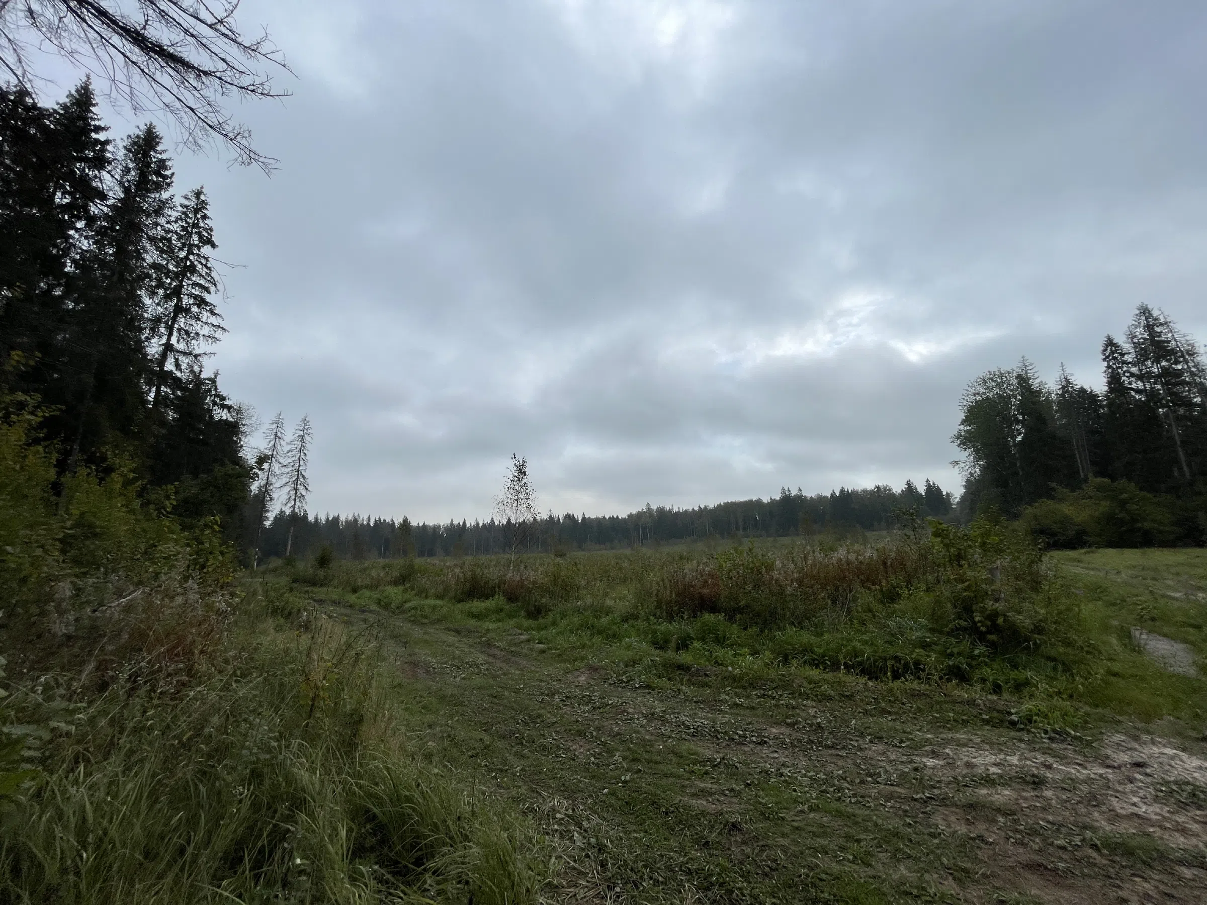 Хвойный лес с делянкой, фото 14