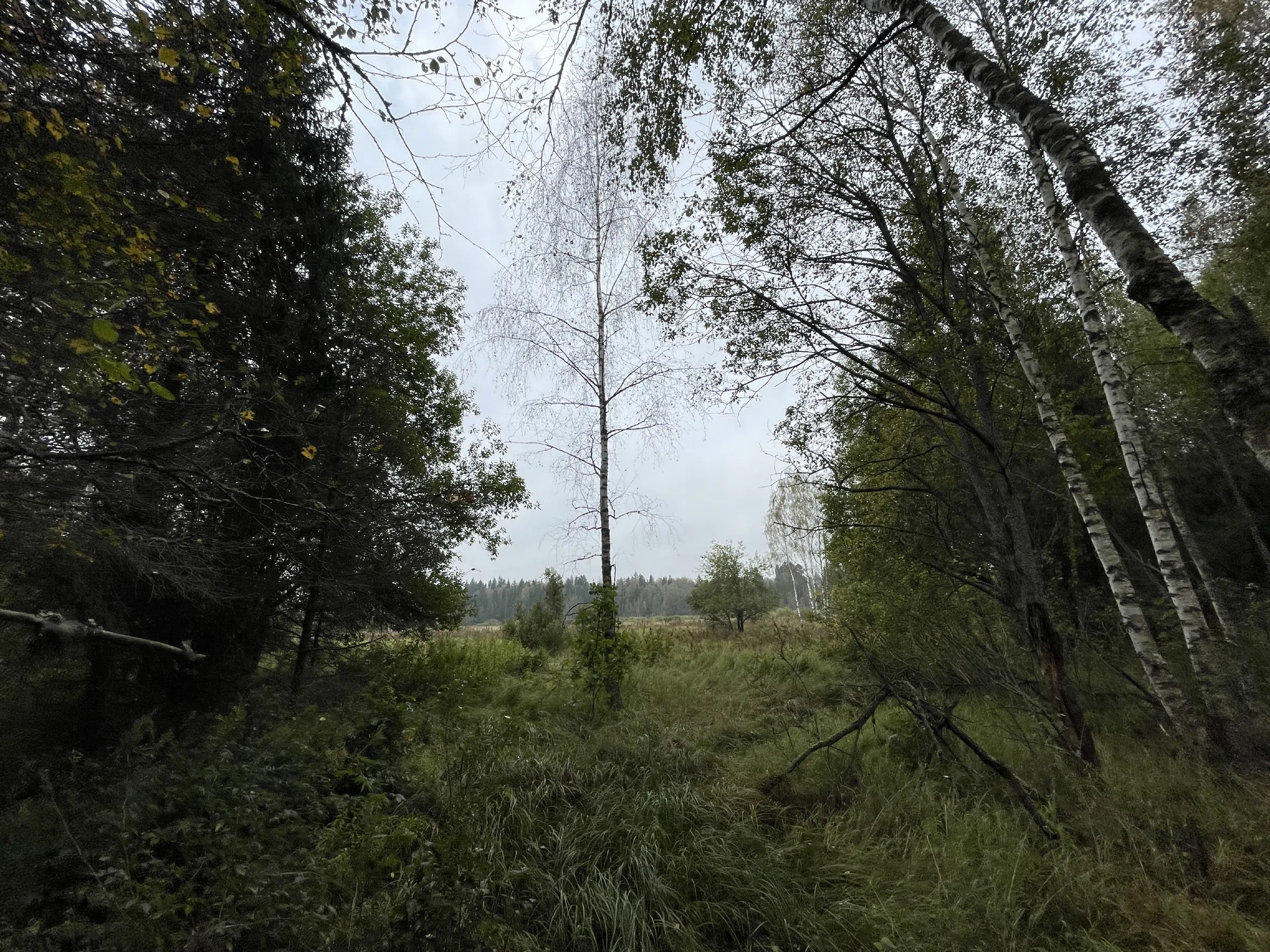 Хвойный лес с делянкой, фото 21