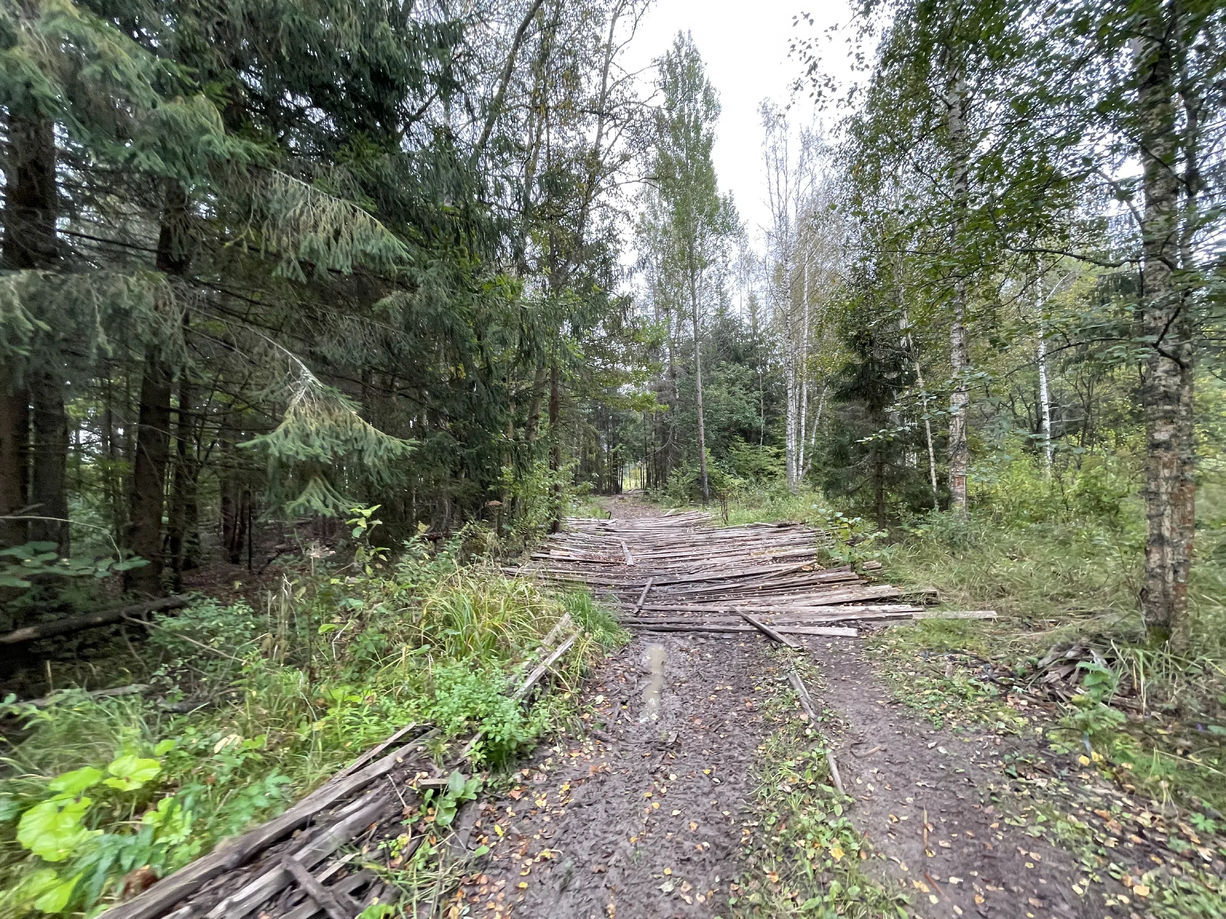 Хвойный лес с делянкой, фото 12