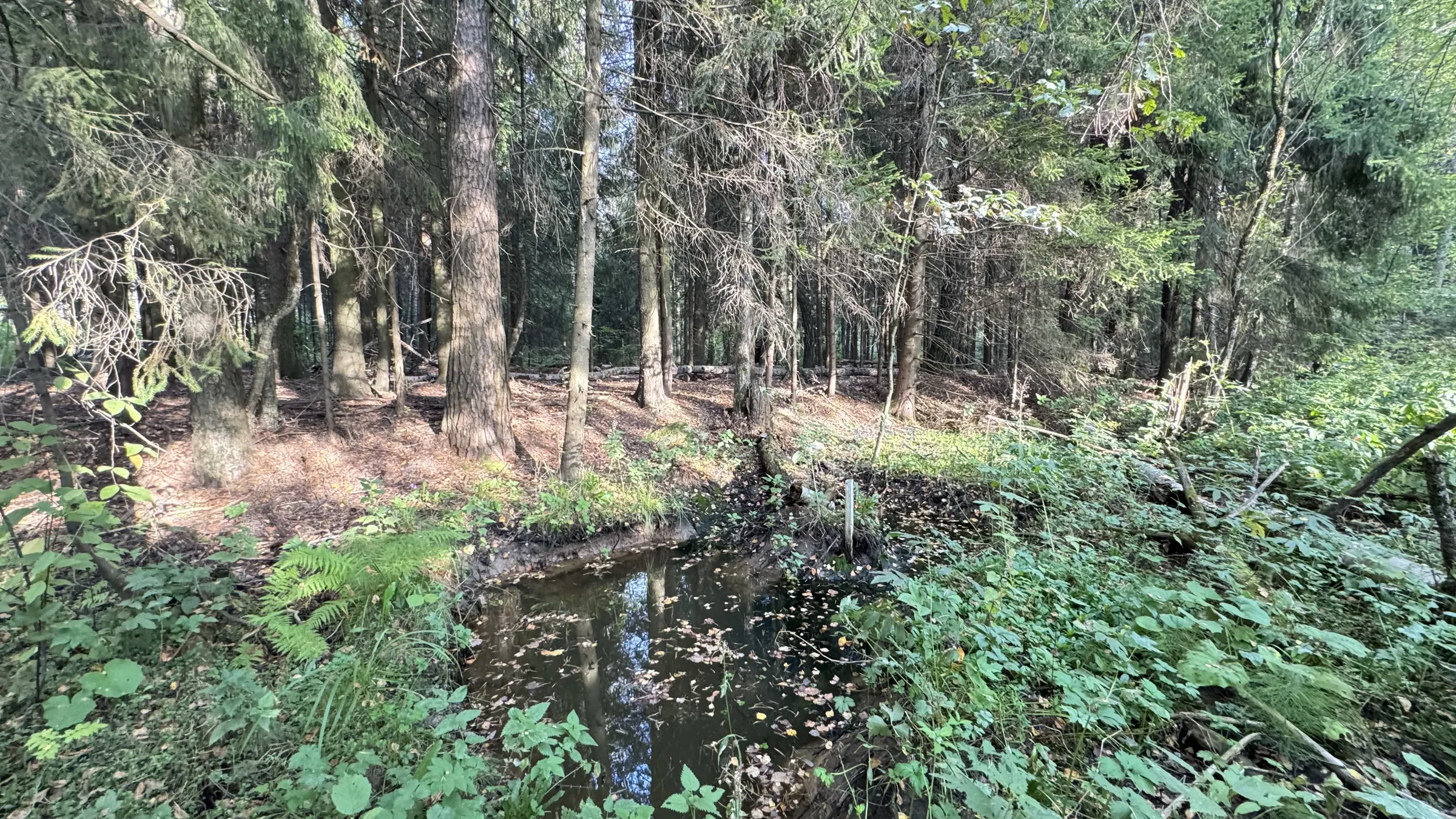 Хвойные леса у дороги, фото 15
