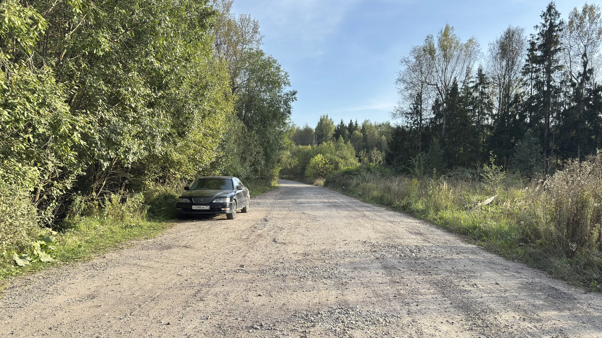 Хвойные леса у дороги, фото 1