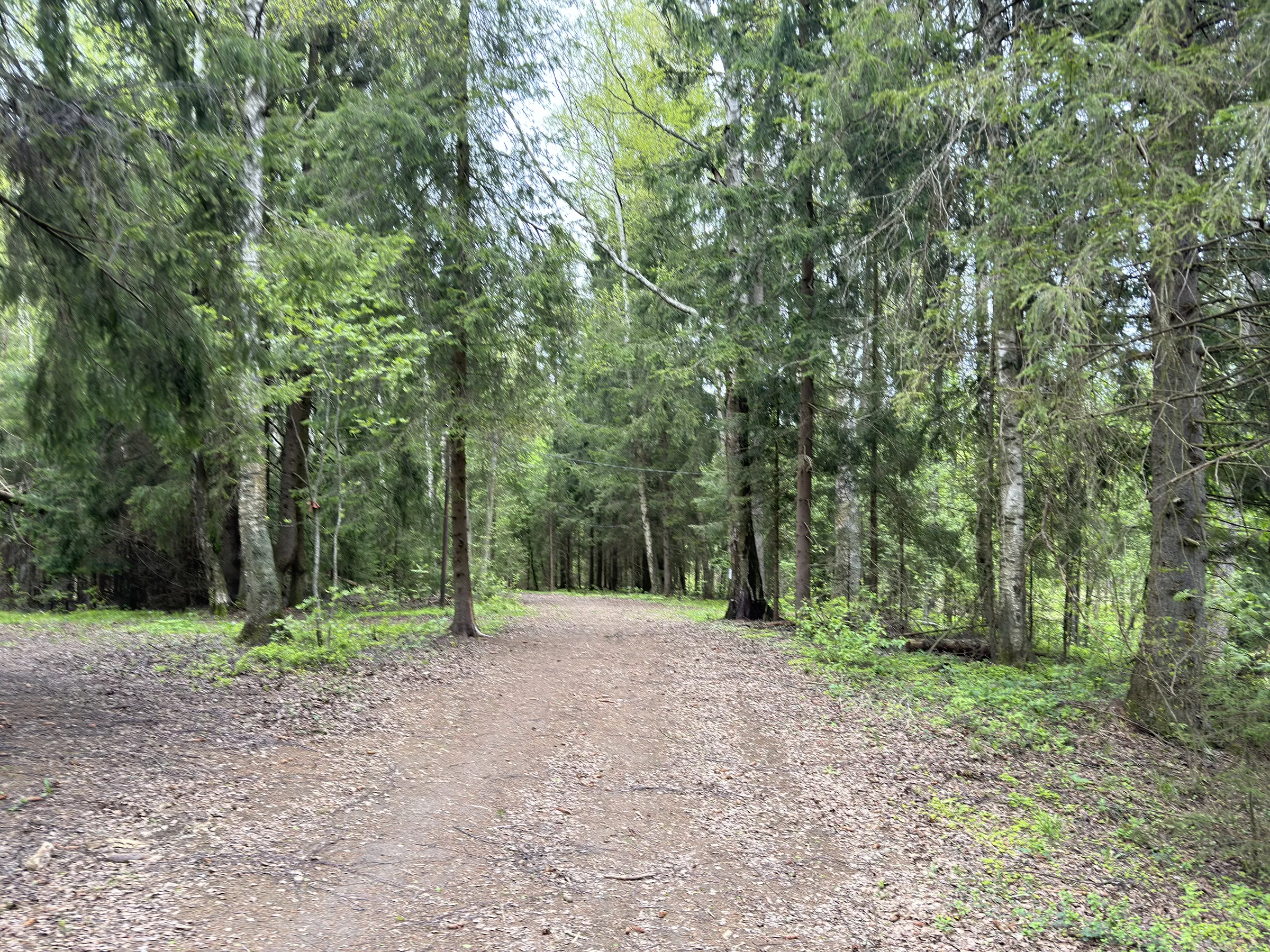 Лес у парковки, фото 2