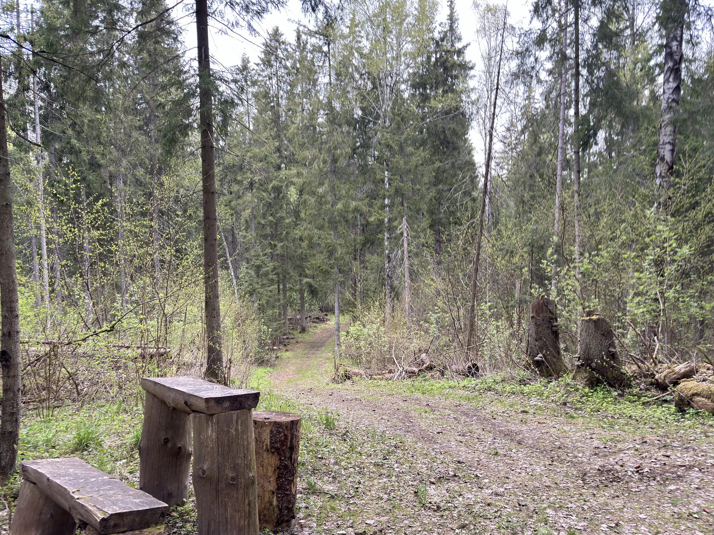 Лес у парковки, фото 19