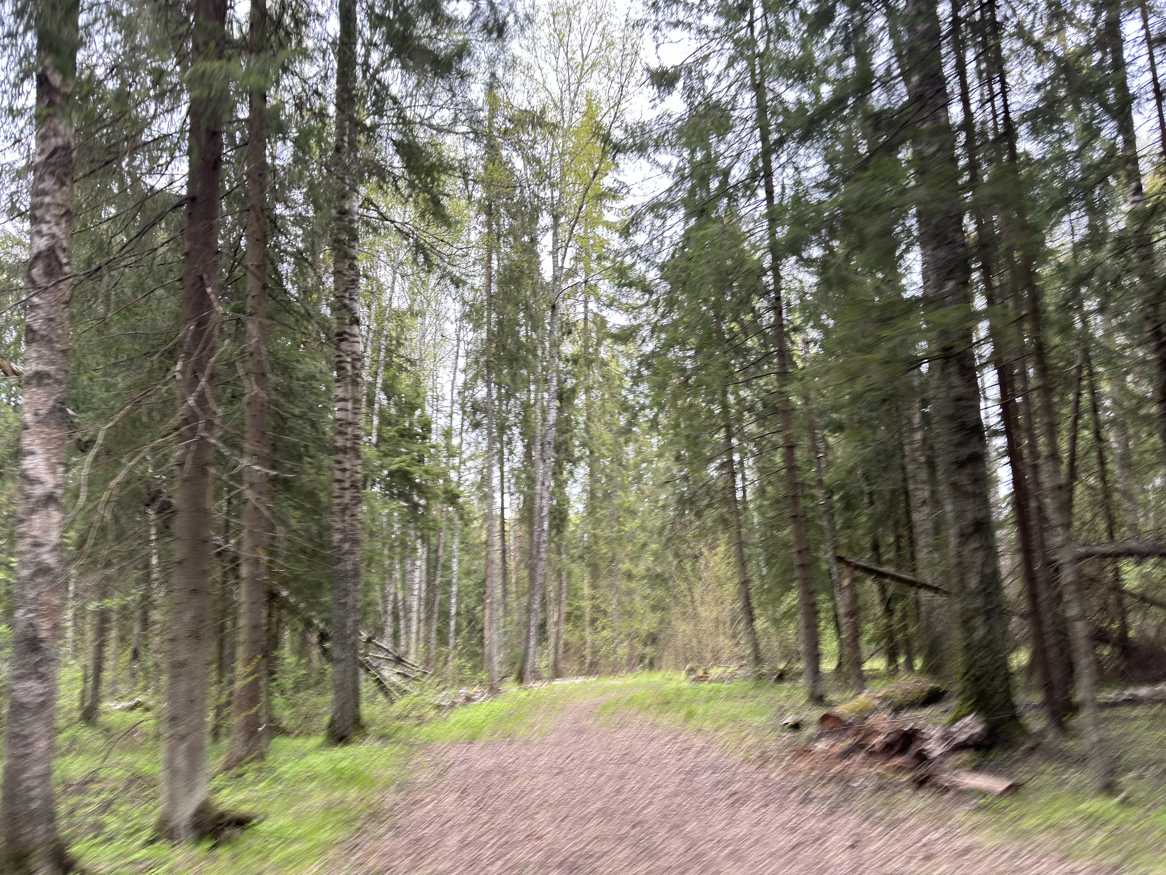 Лес у парковки, фото 16