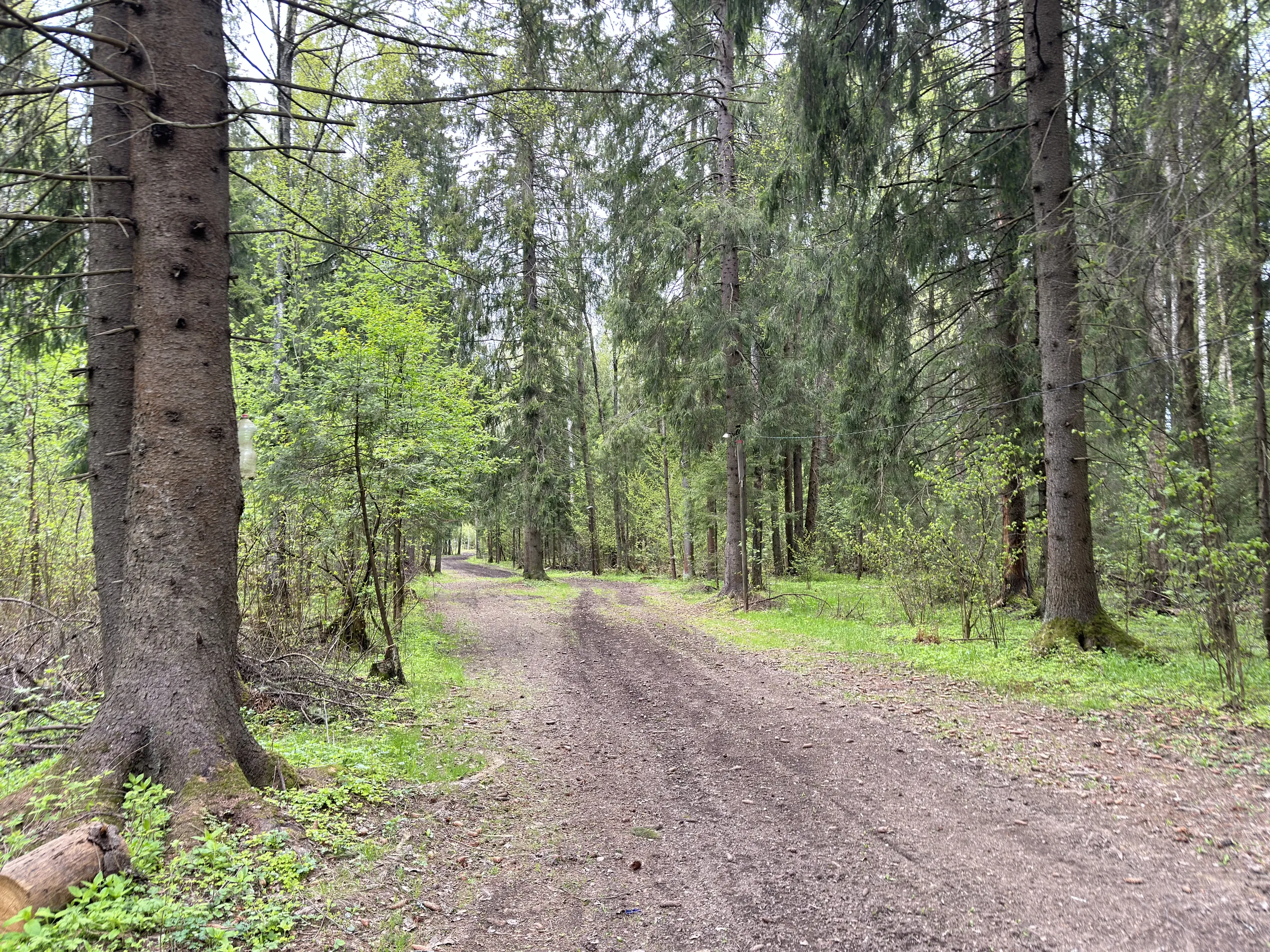 Лес у парковки, фото 9