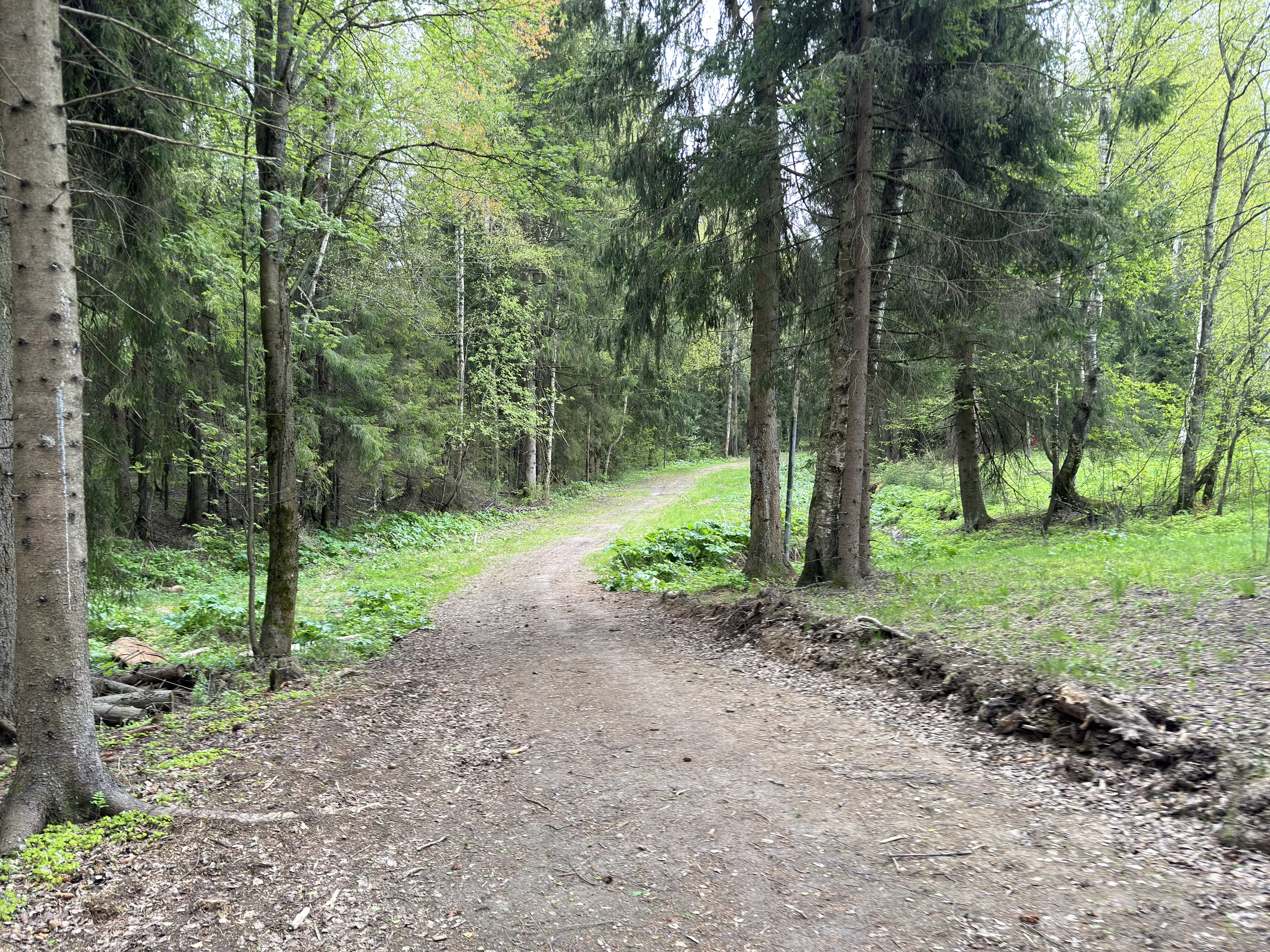Лес у парковки, фото 3