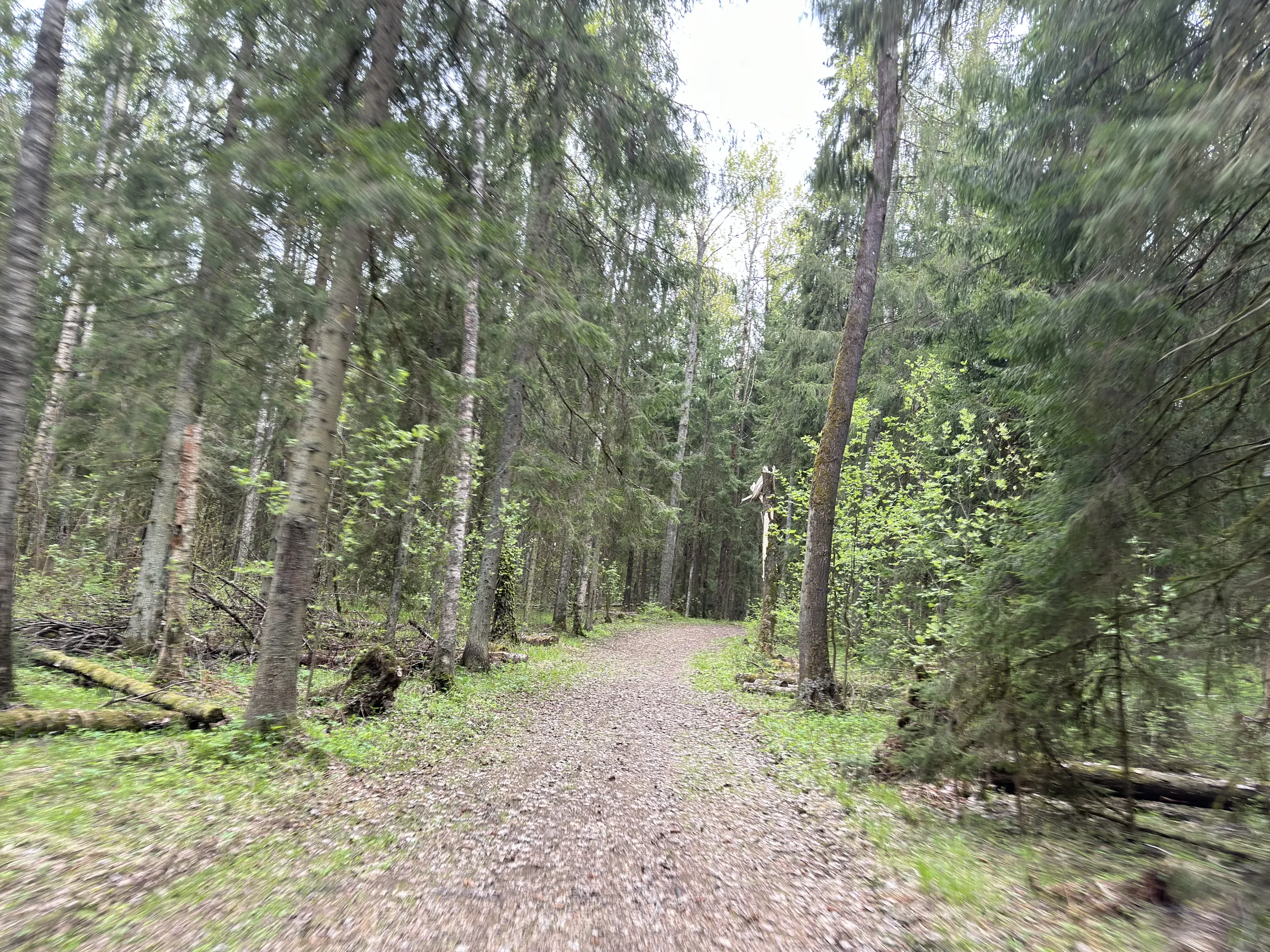 Лес у парковки, фото 17