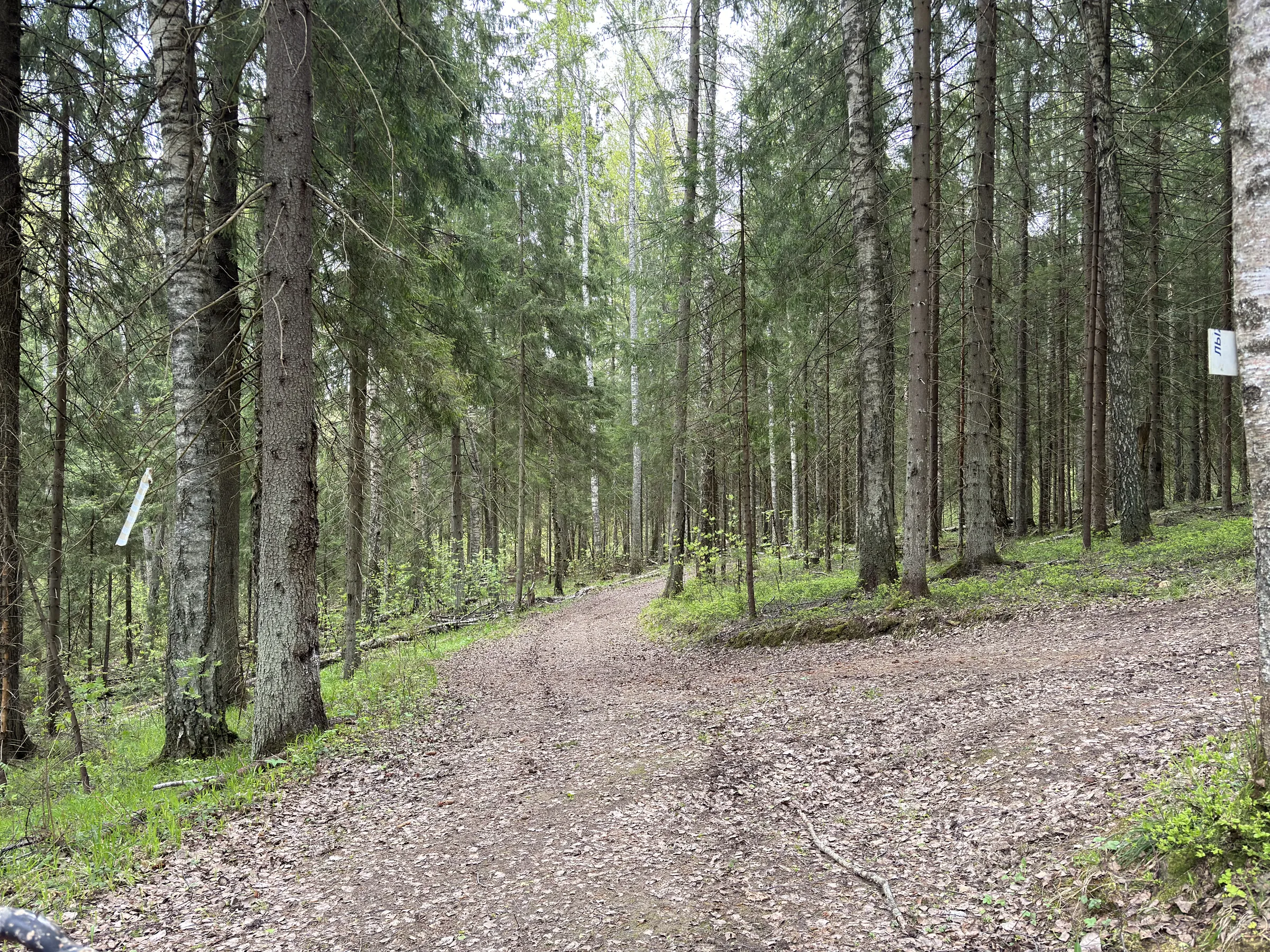 Лес у парковки, фото 24