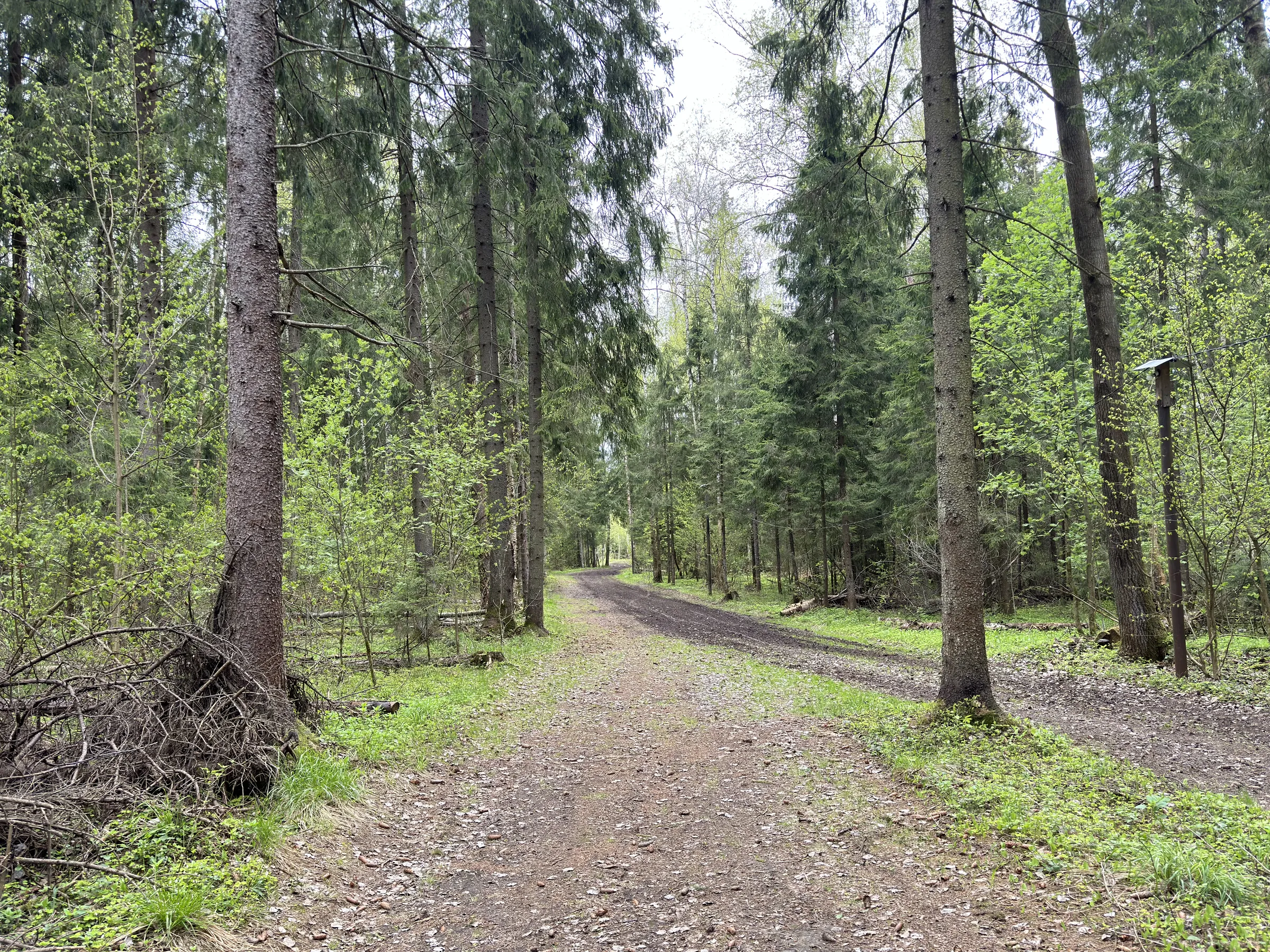 Лес у парковки, фото 7