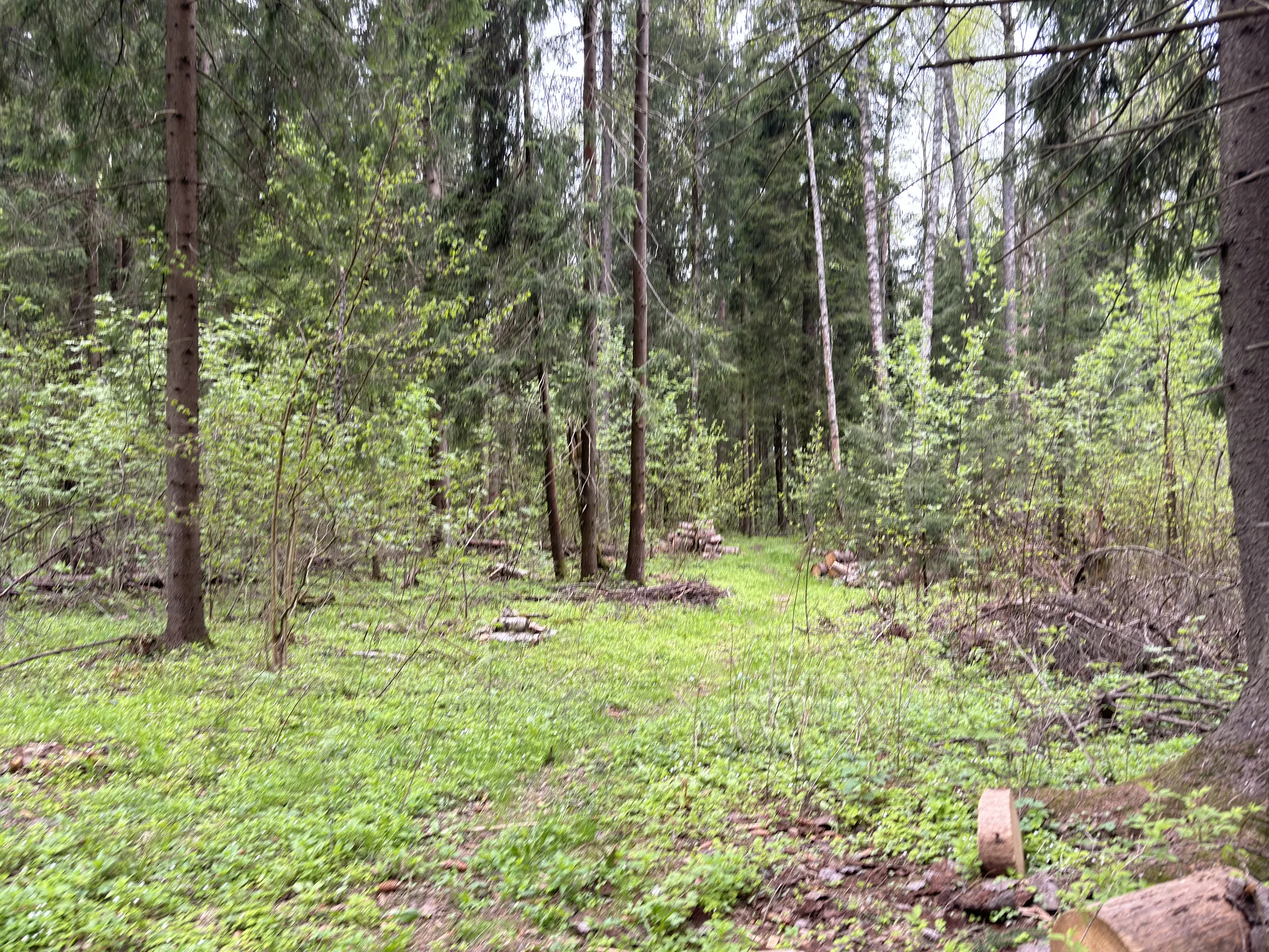 Лес у парковки, фото 8