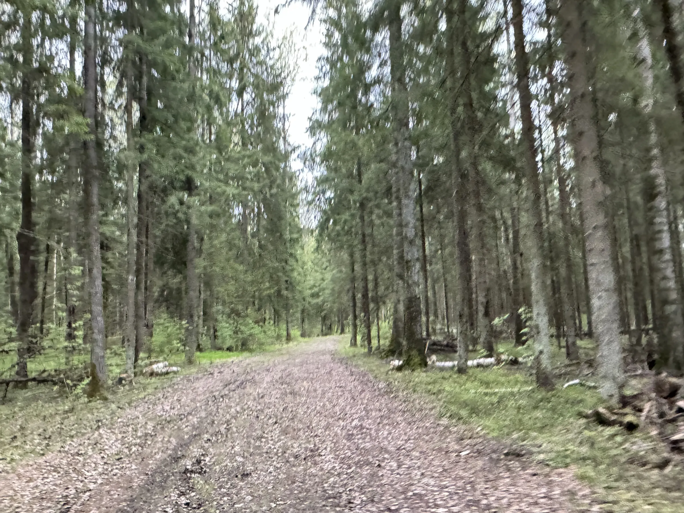 Лес у парковки, фото 14