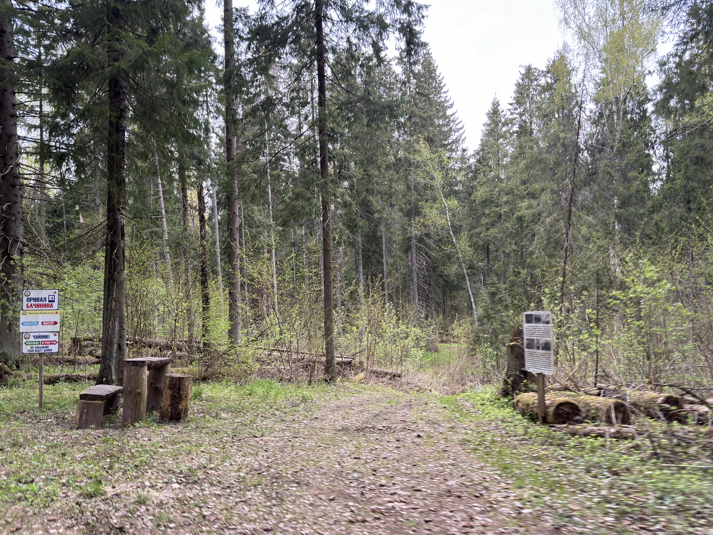 Лес у парковки, фото 18