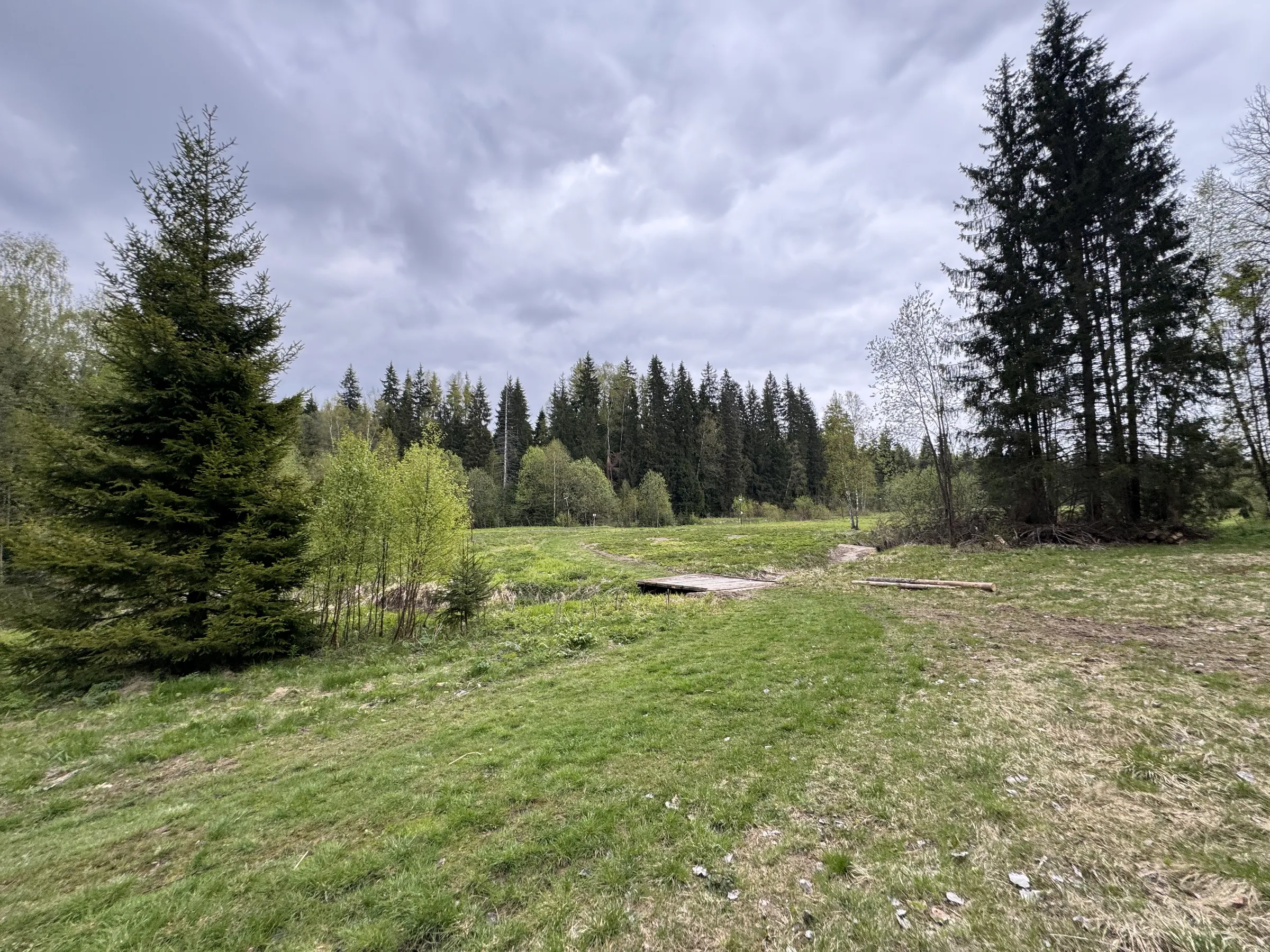 Лес у парковки, фото 13