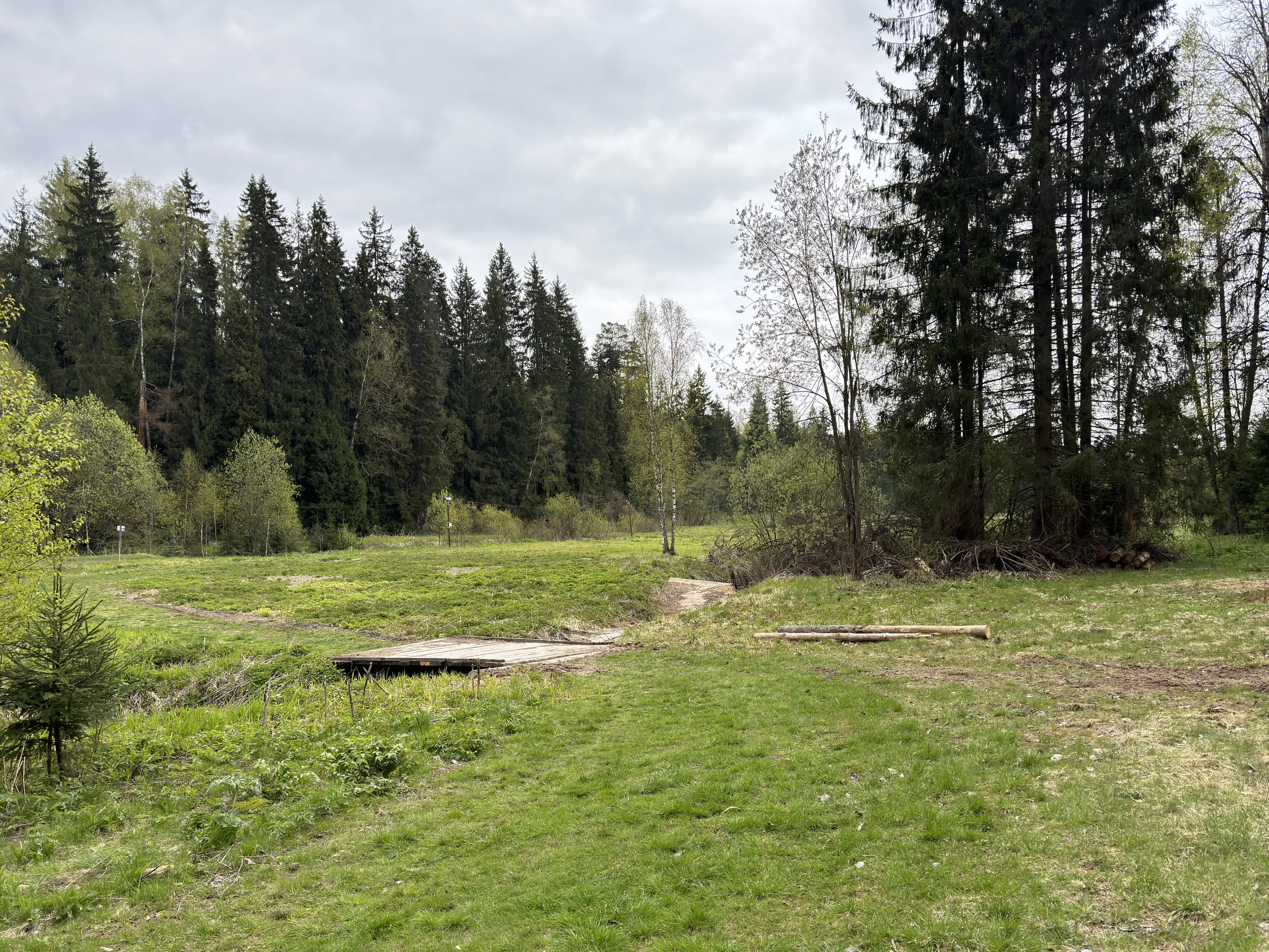Лес у парковки, фото 10