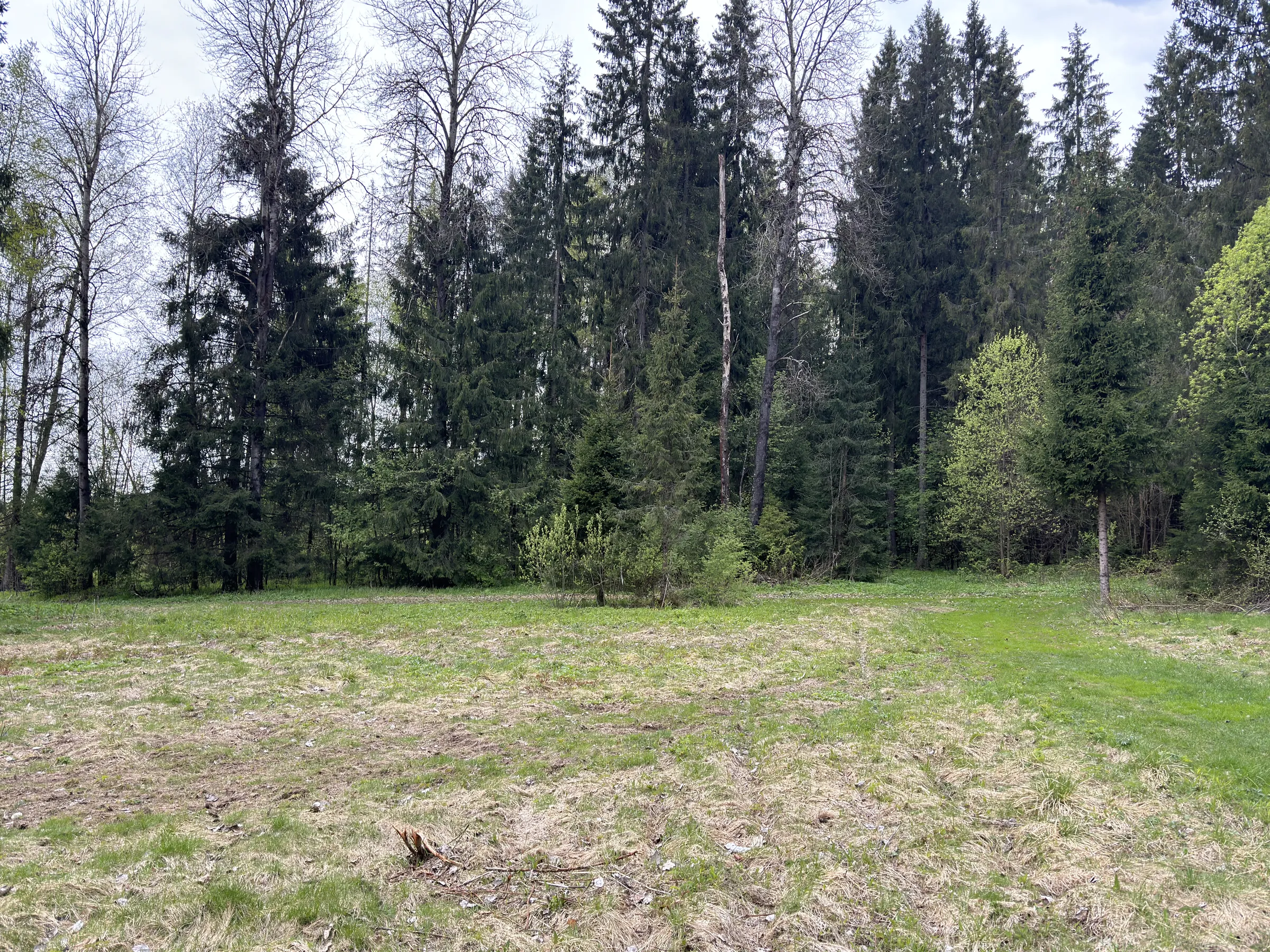 Лес у парковки, фото 11