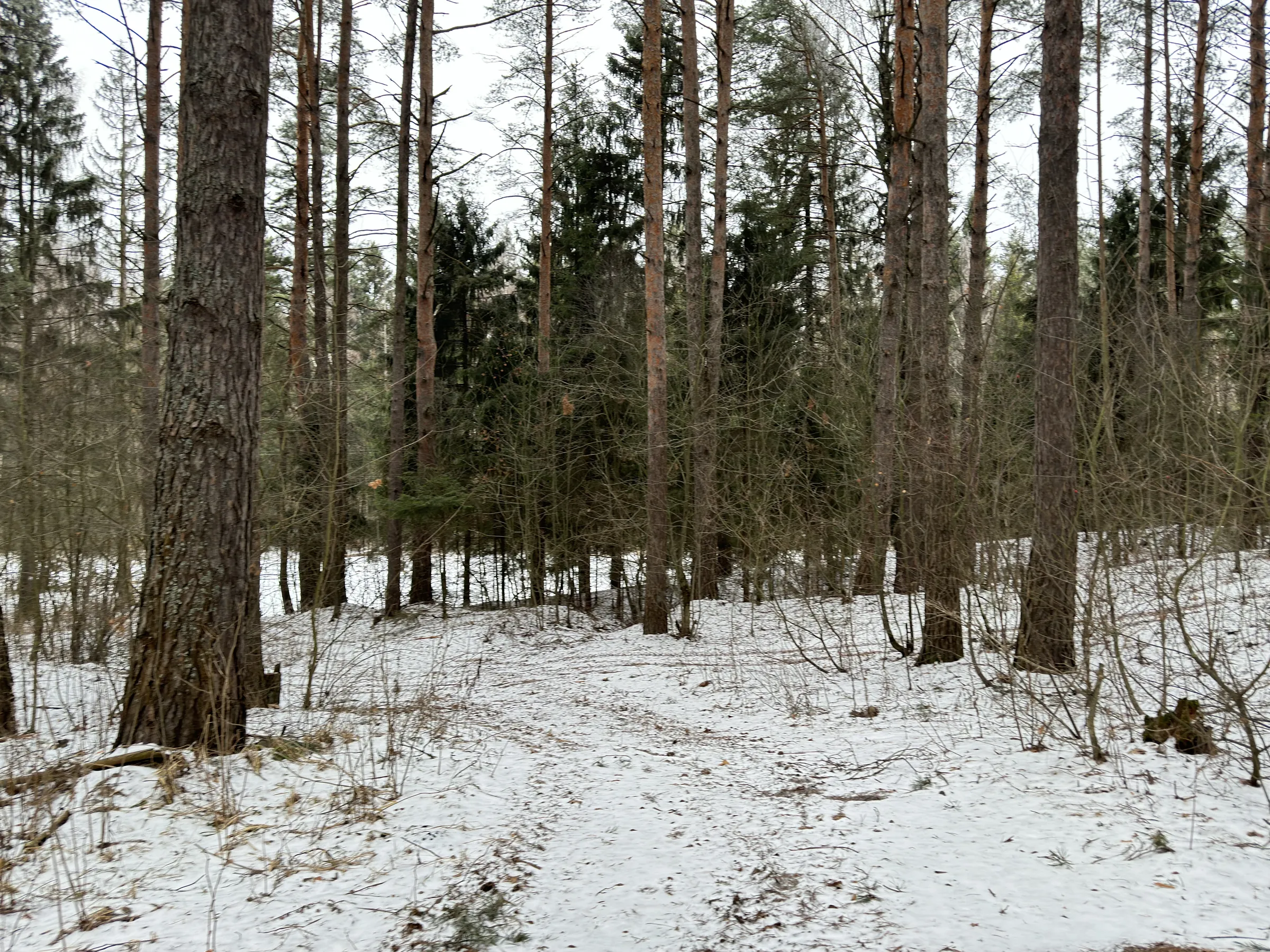 Зимний сосновый лес, фото 11