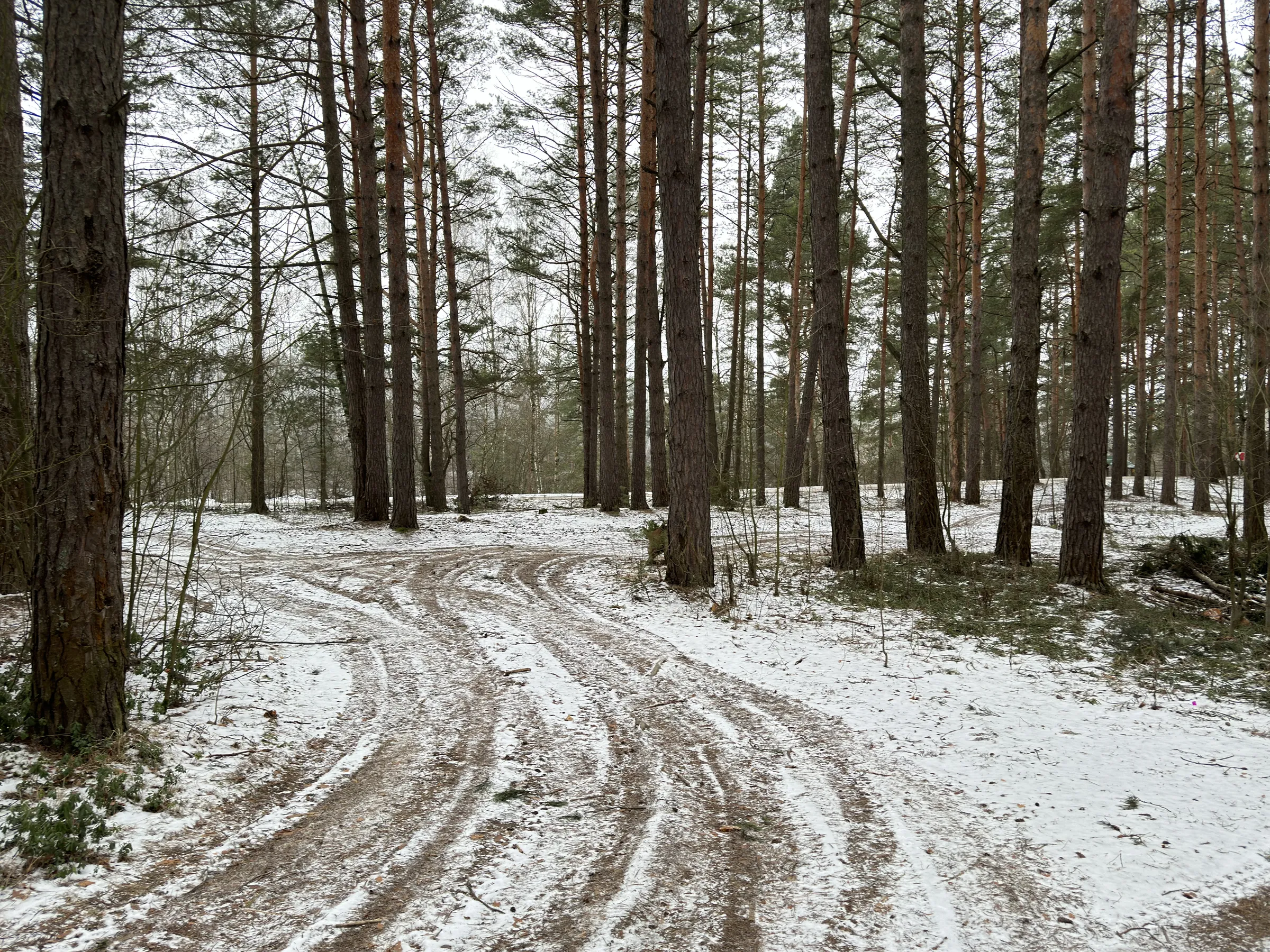 Зимний сосновый лес, фото 10