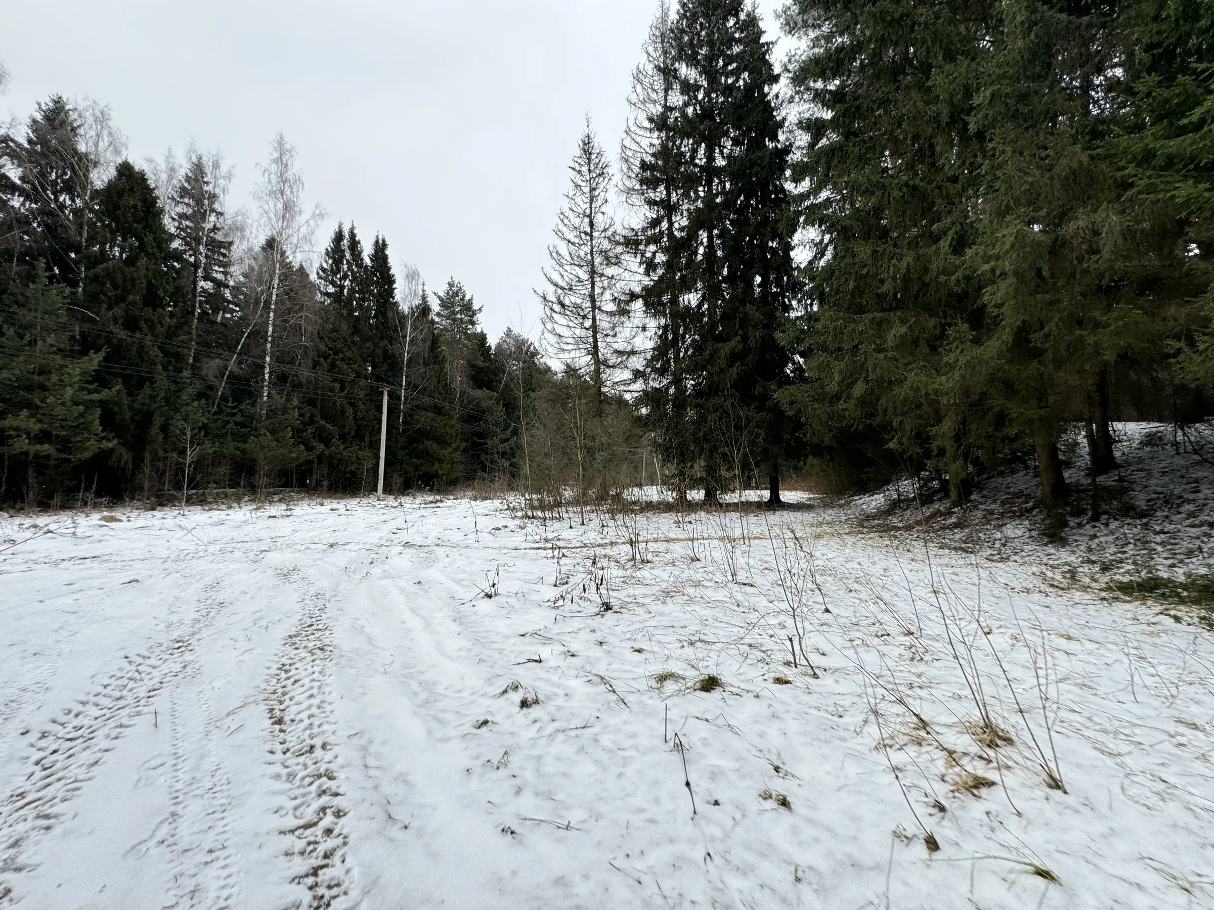 Зимний сосновый лес, фото 19
