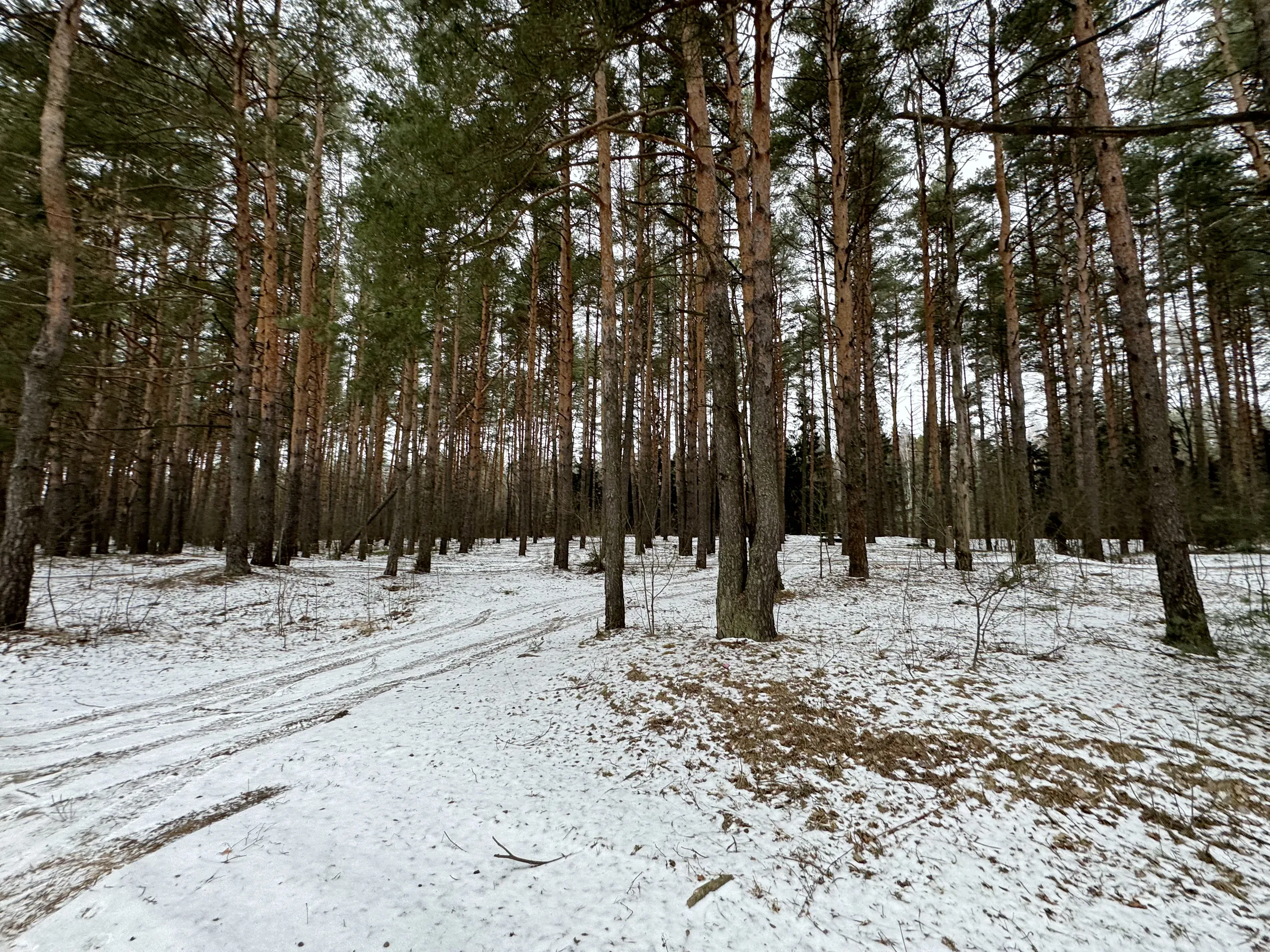 Зимний сосновый лес, фото 4