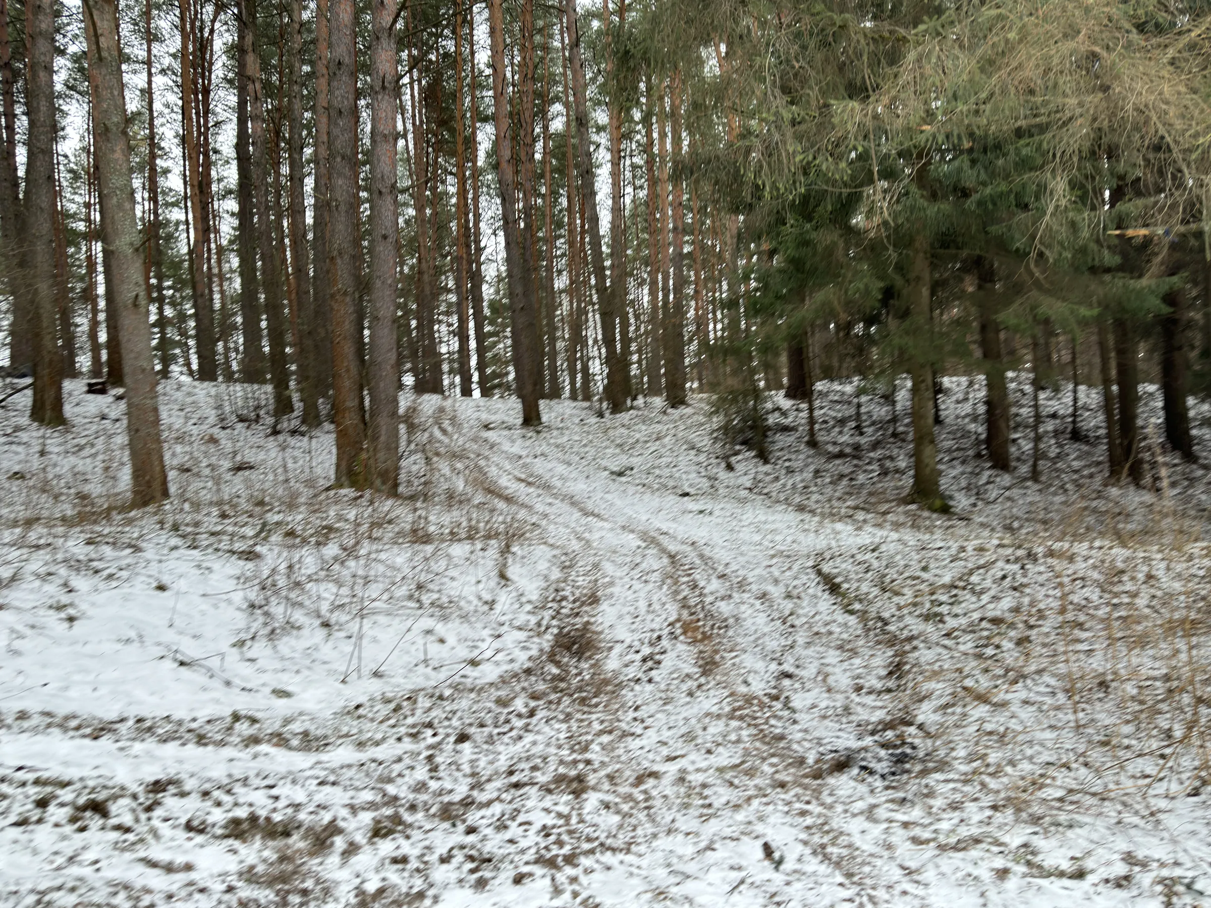 Зимний сосновый лес, фото 16