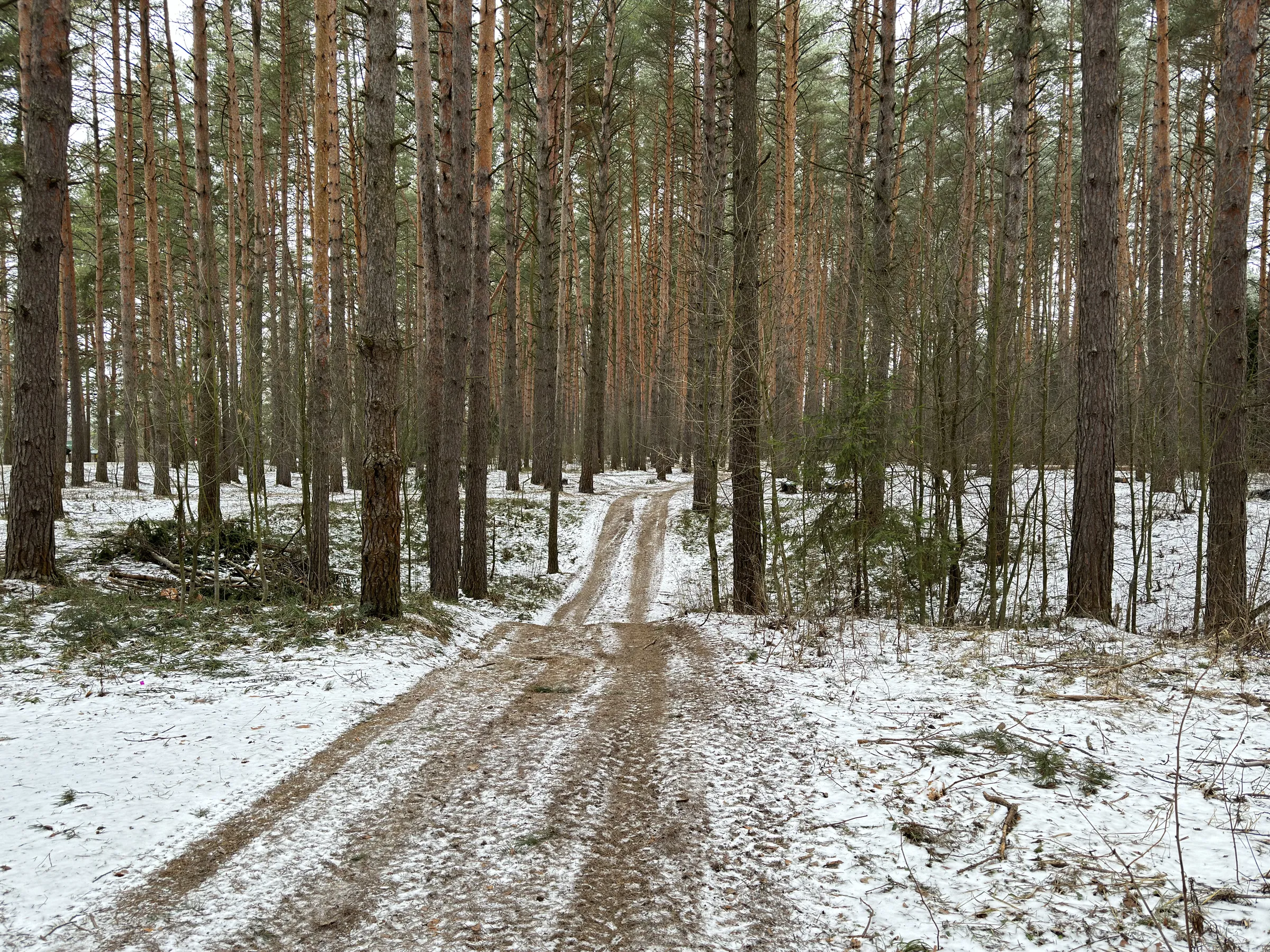 Зимний сосновый лес, фото 9