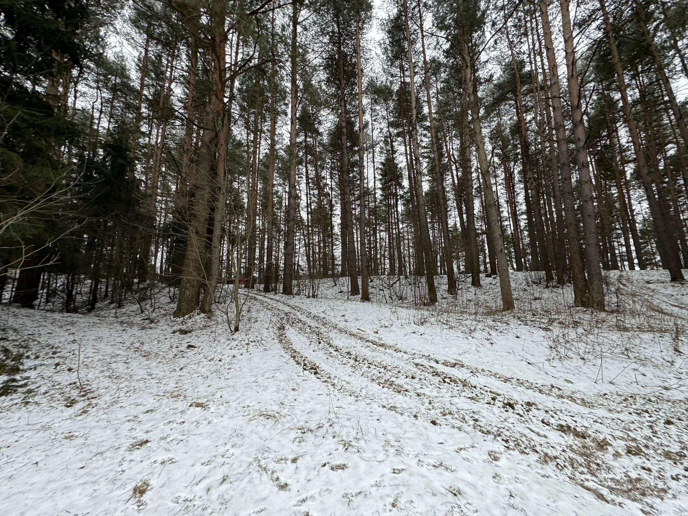 Зимний сосновый лес, фото 18