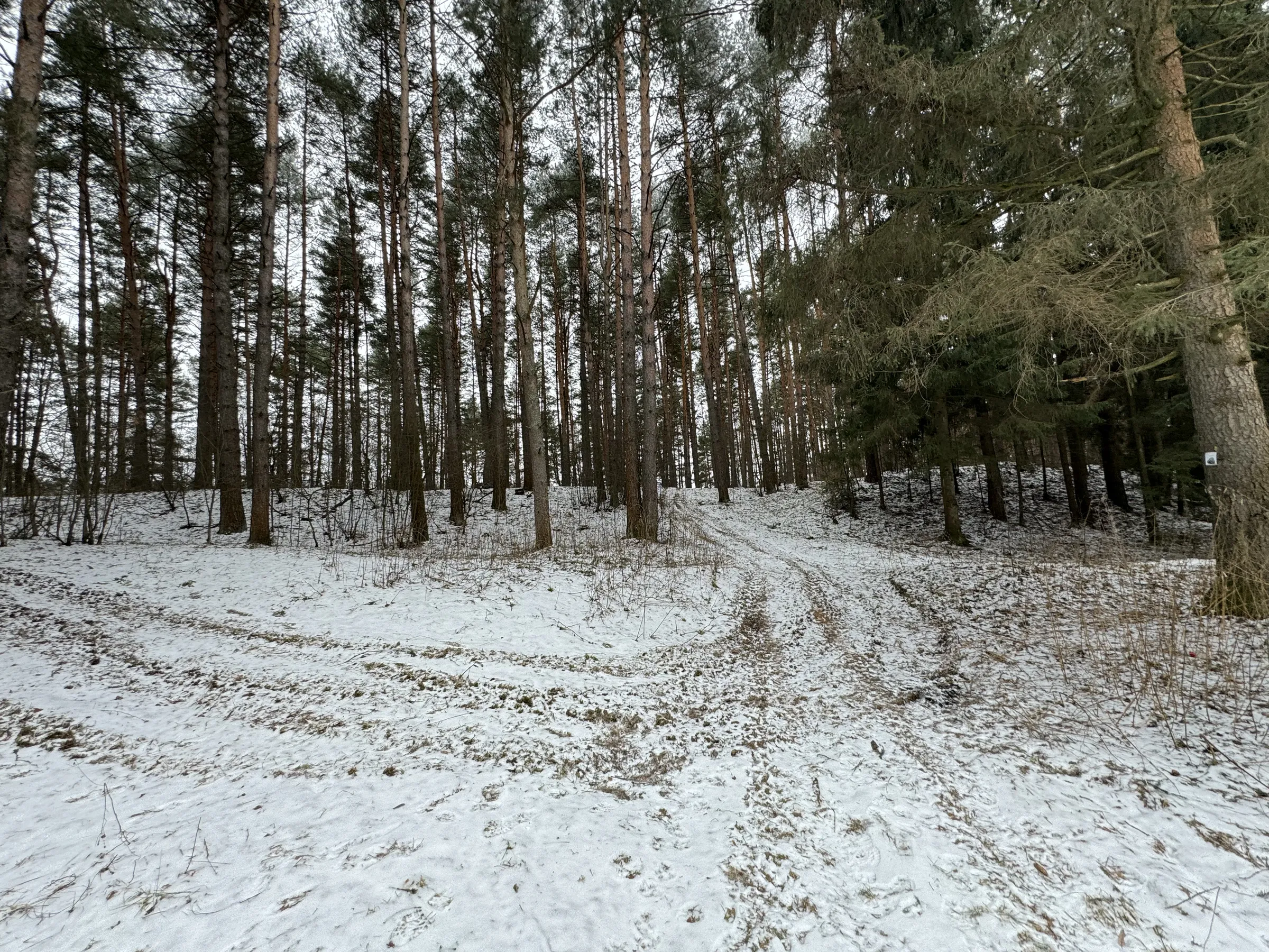 Зимний сосновый лес, фото 17
