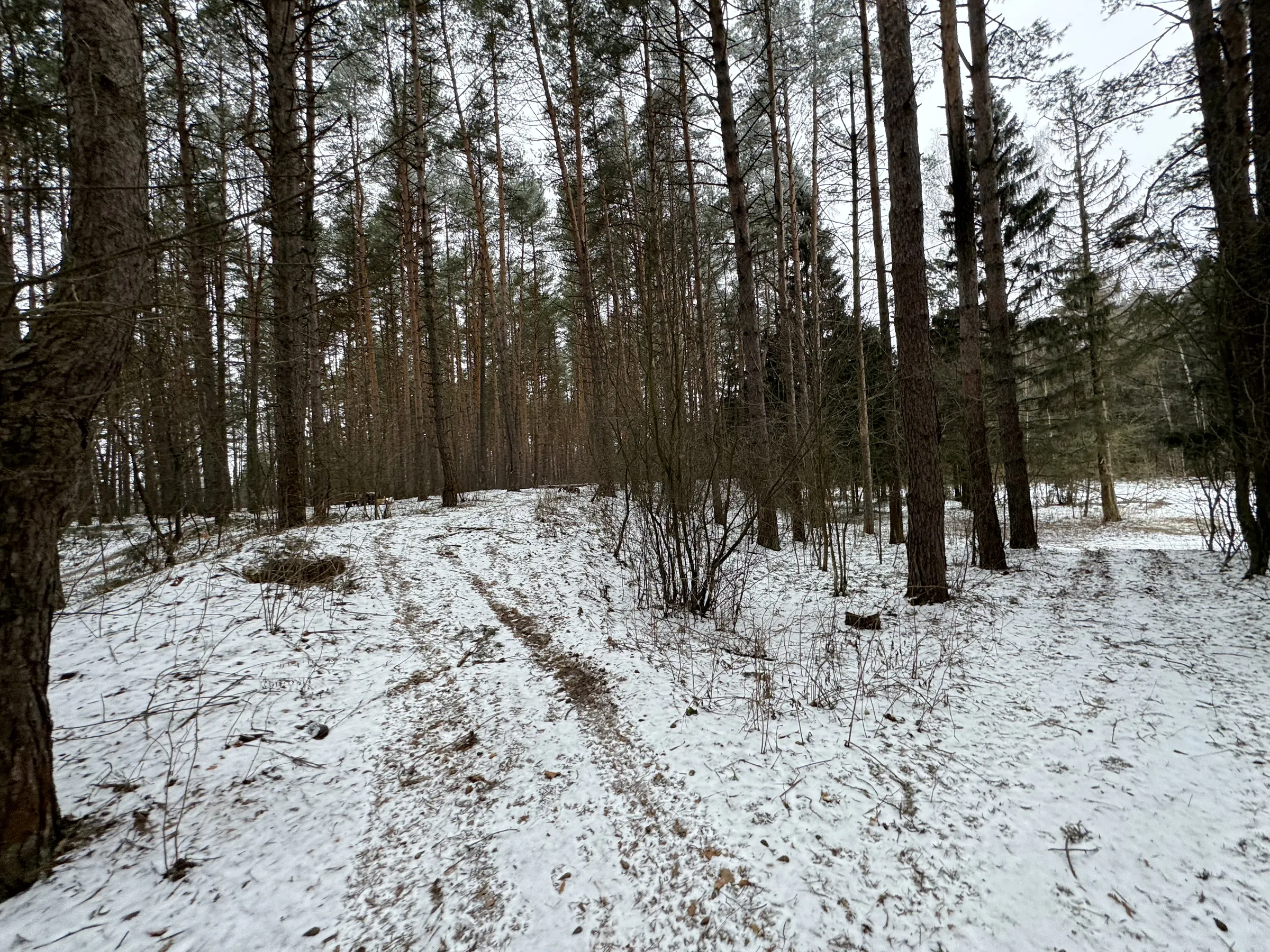 Зимний сосновый лес, фото 13