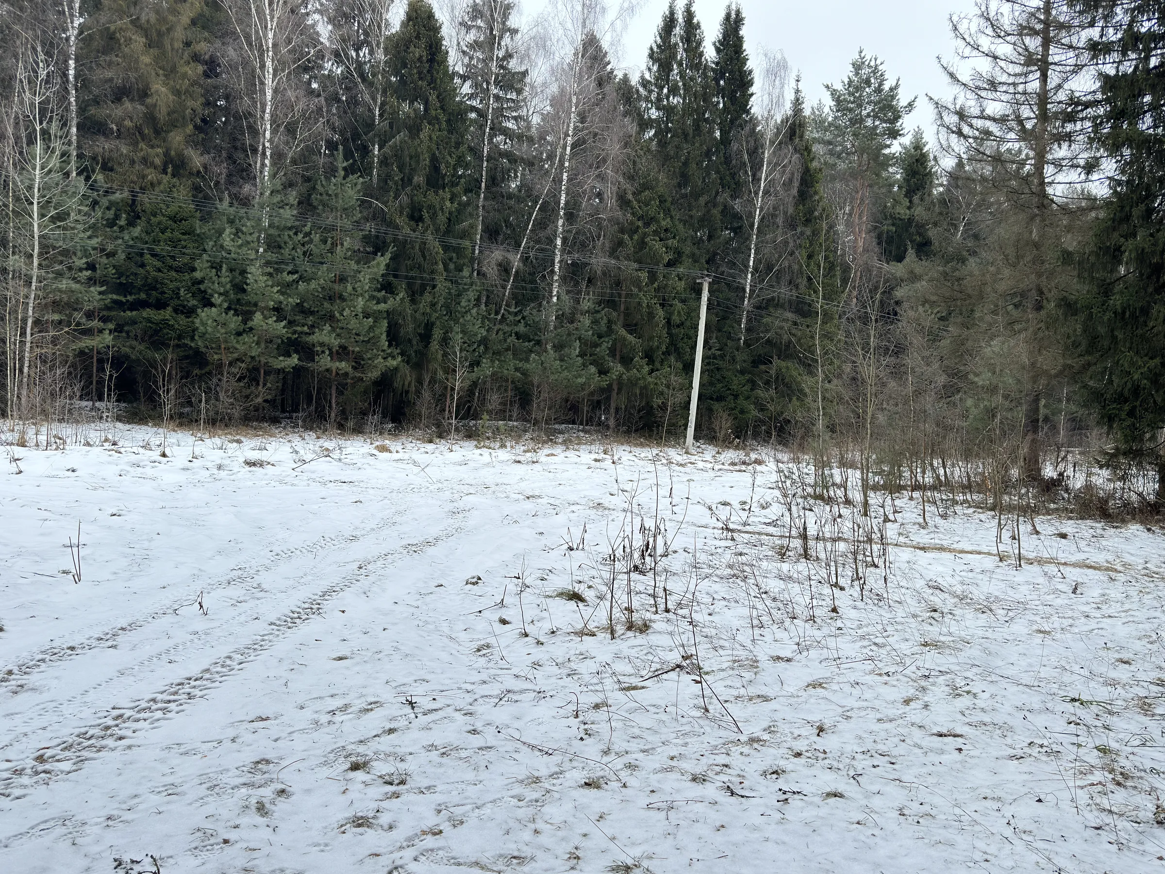 Зимний сосновый лес, фото 15