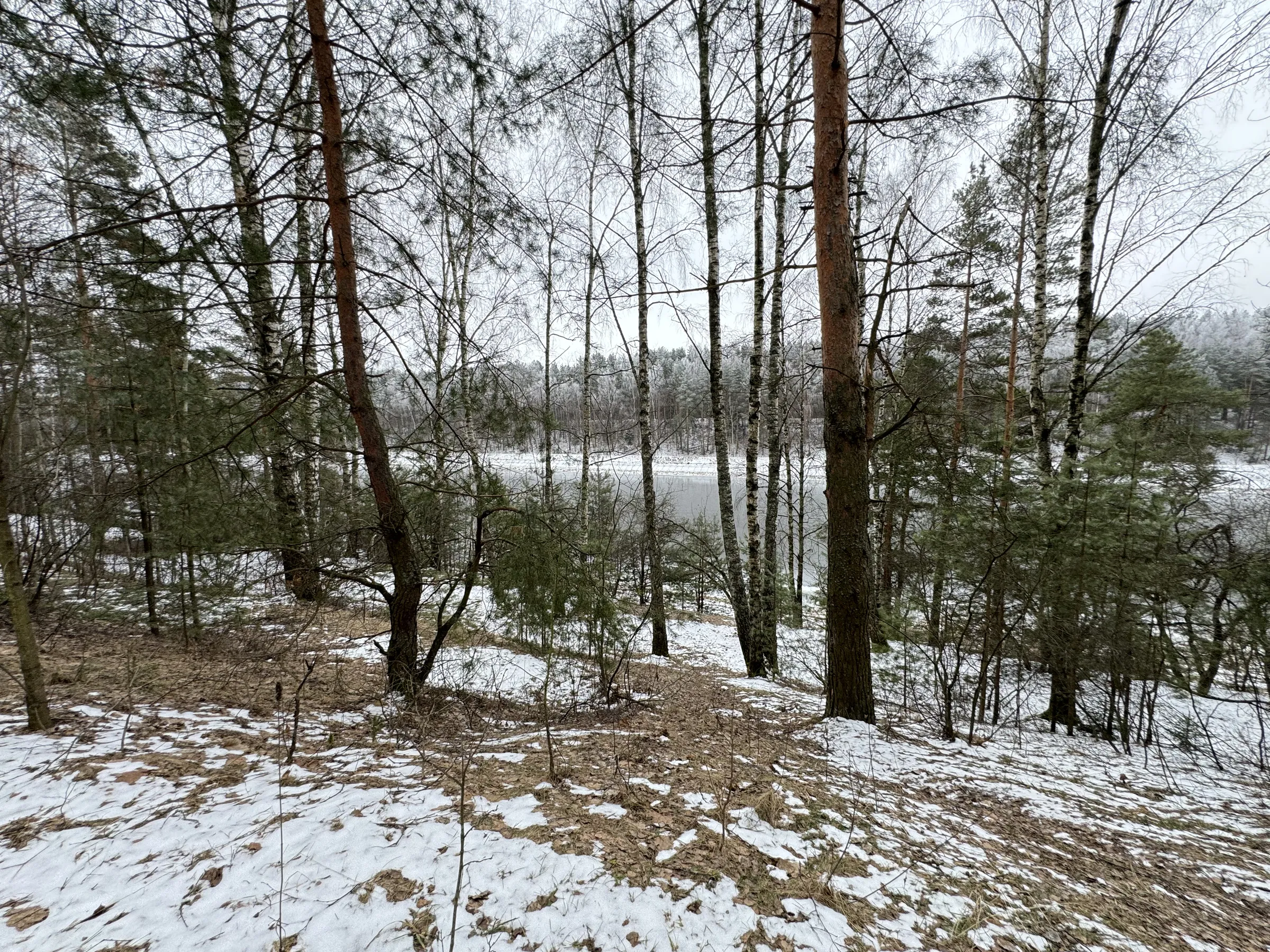 Зимний сосновый лес, фото 6