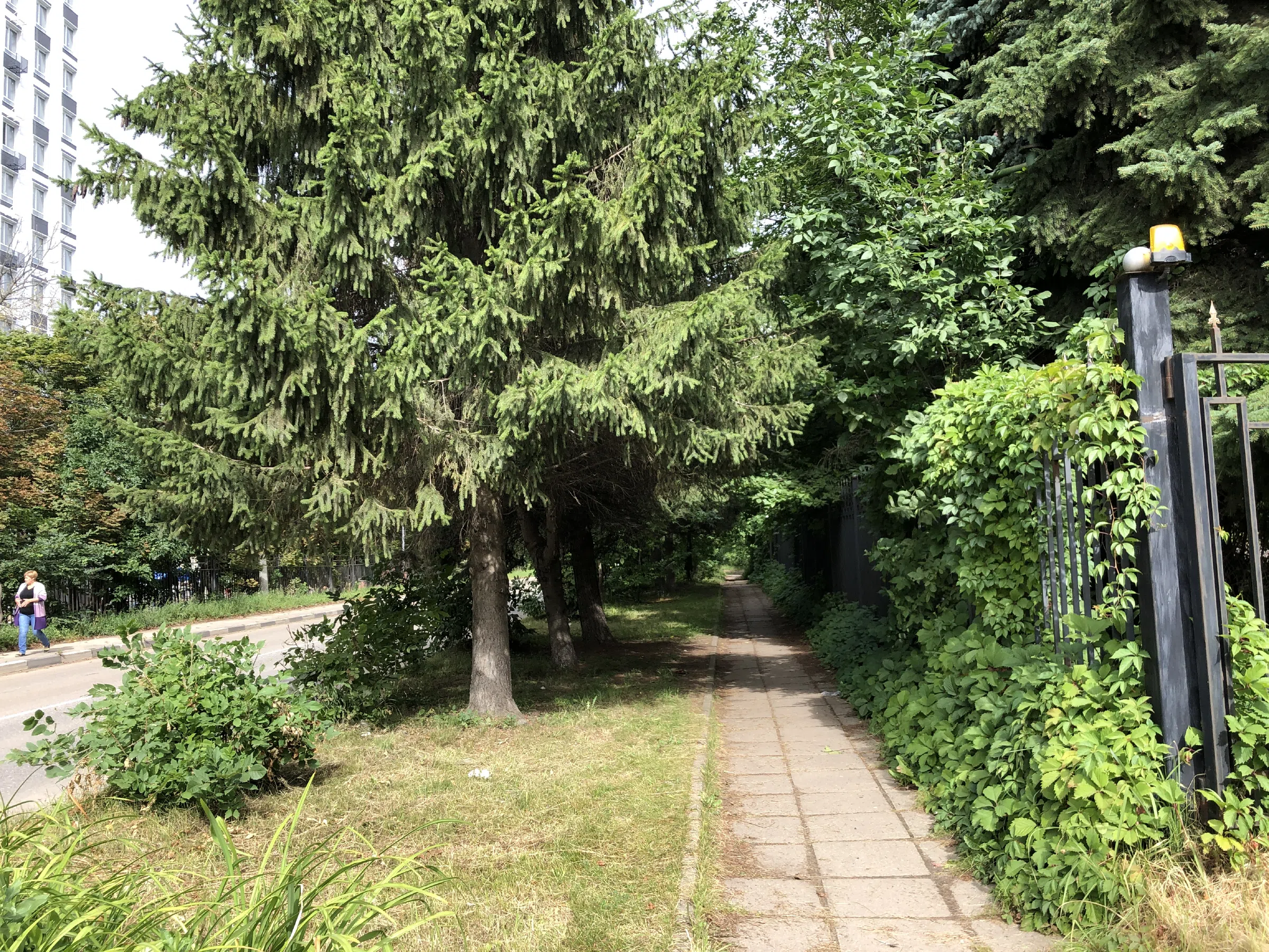 Розовый дом в лесу, фото 5