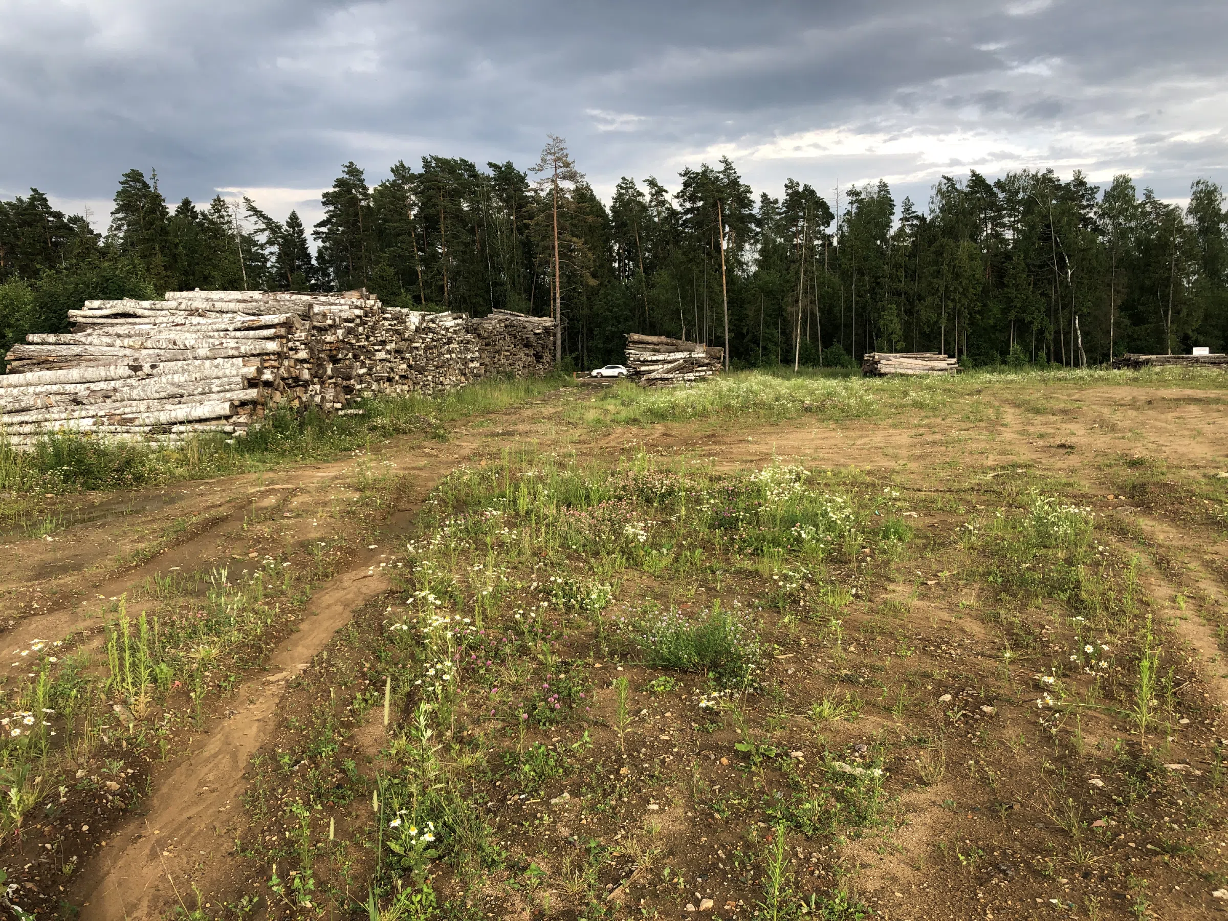 Поленница в лесу, фото 4