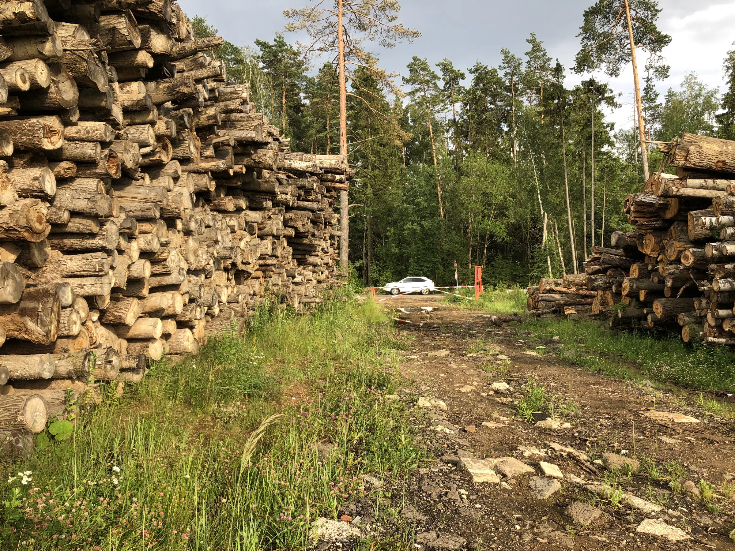 Поленница в лесу, фото 2