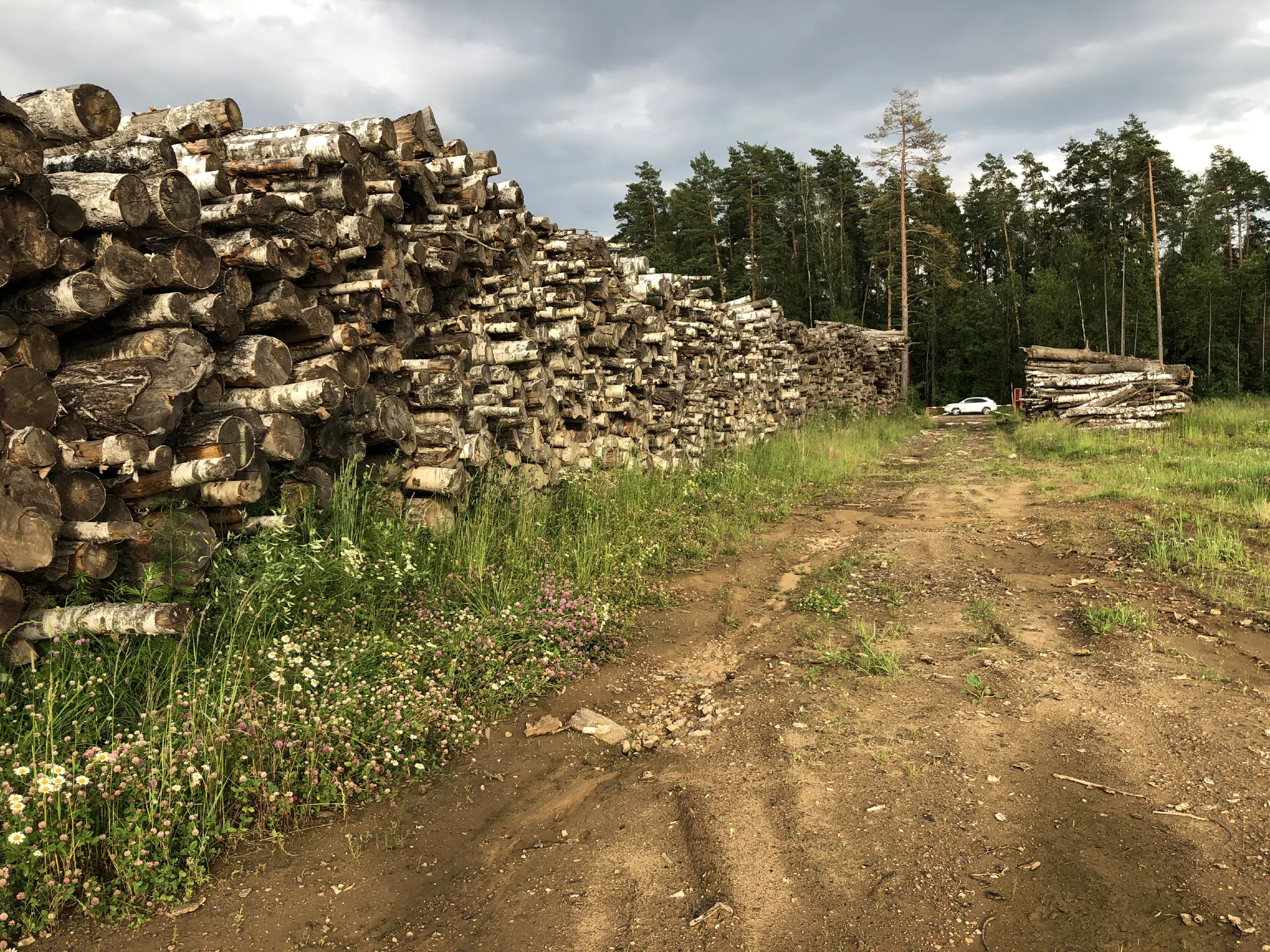 Поленница в лесу, фото 8
