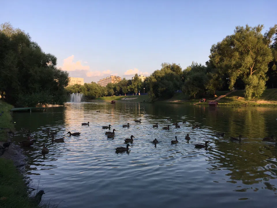 Парк у пруда с лебедями, фото 7